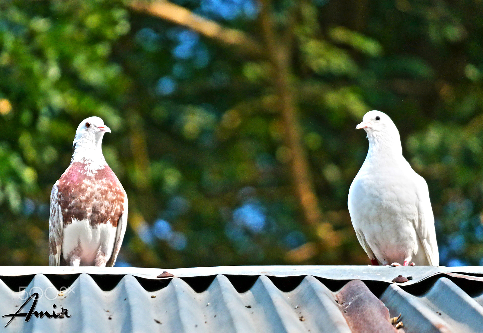 Samsung NX30 + NX 50-200mm F4-5.6 sample photo. Pigeons photography