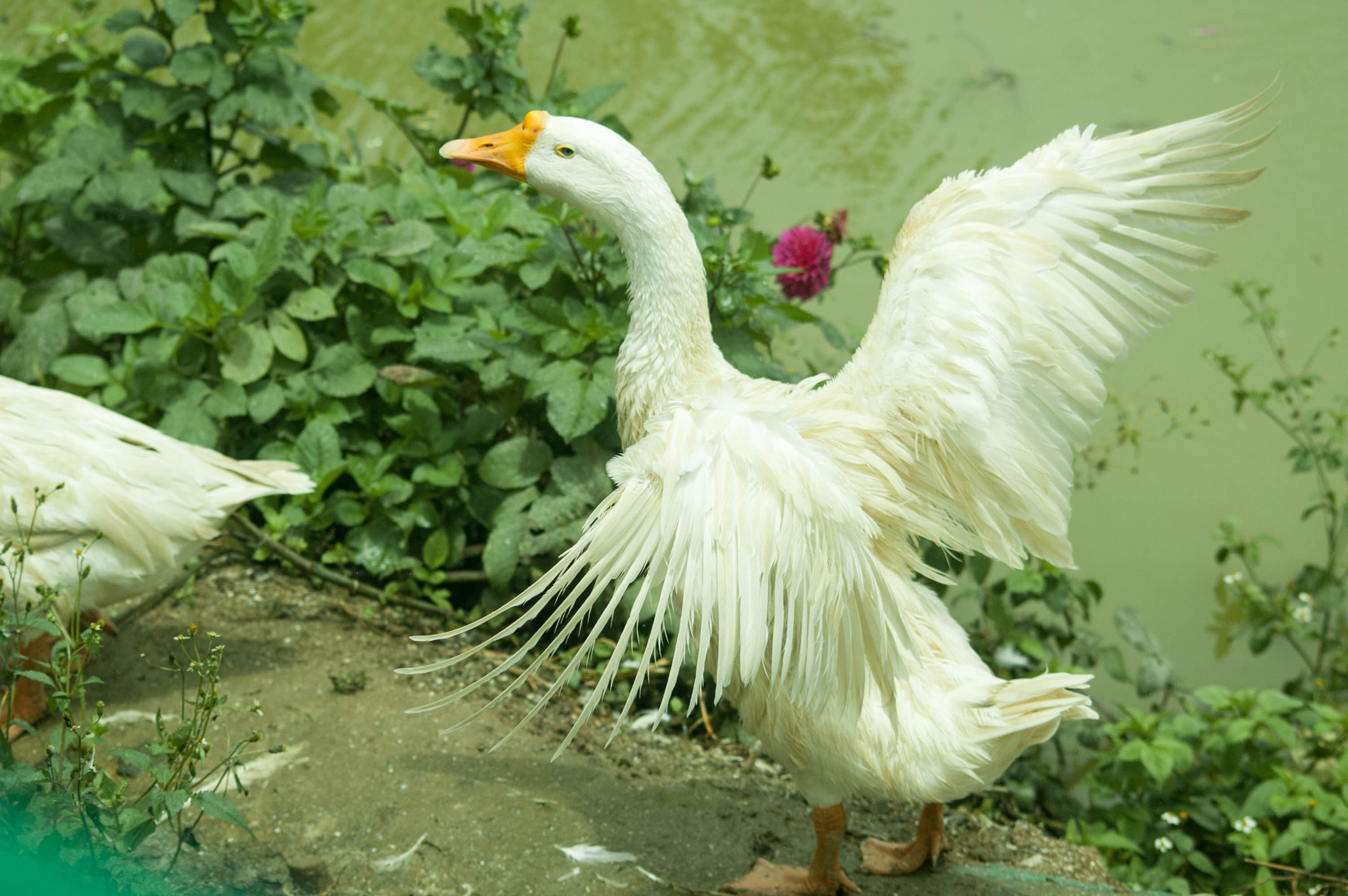 Nikon D70 sample photo. Let me fly photography