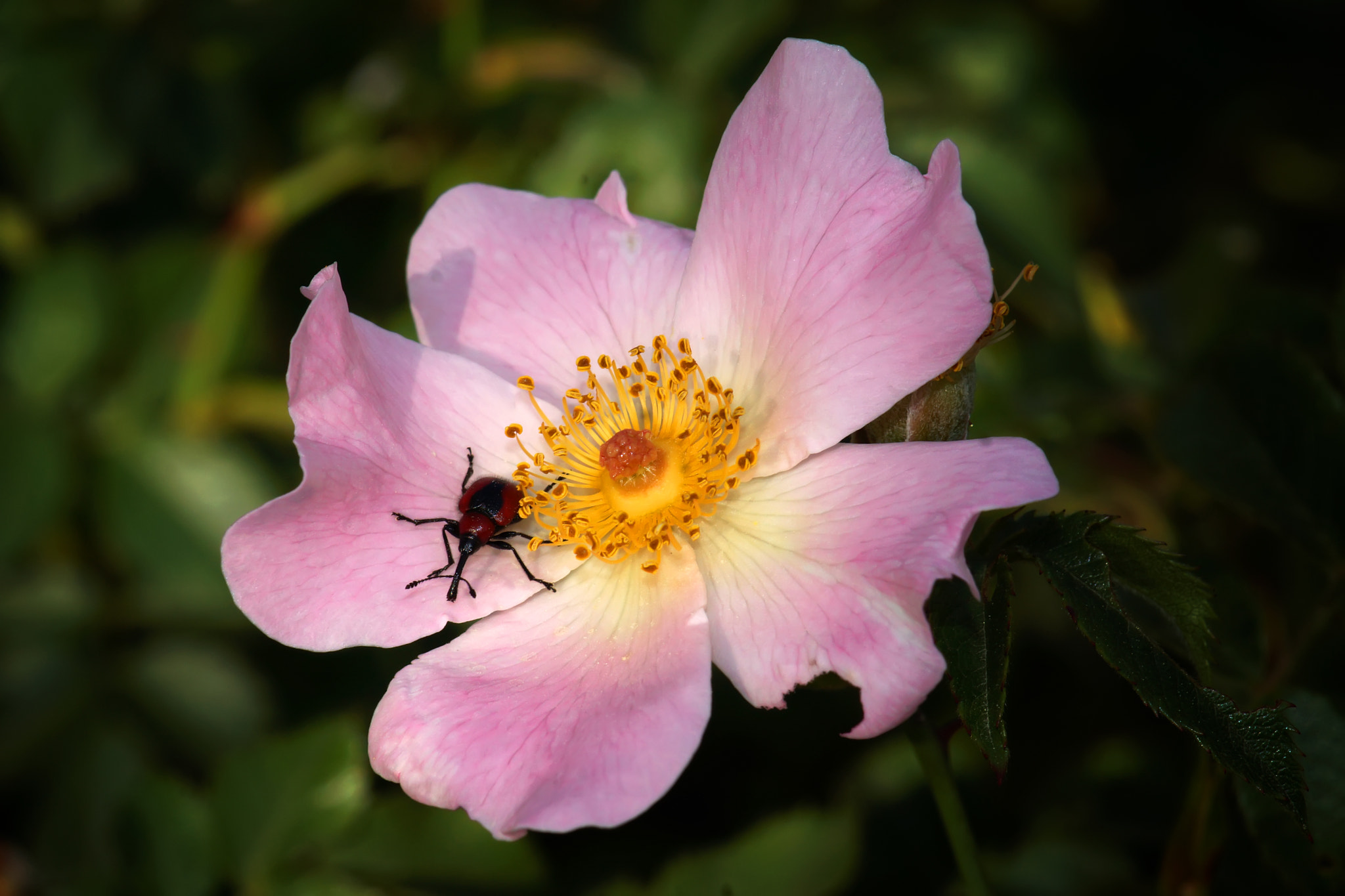 Sony SLT-A77 + Tamron SP AF 90mm F2.8 Di Macro sample photo. I missed the spring photography