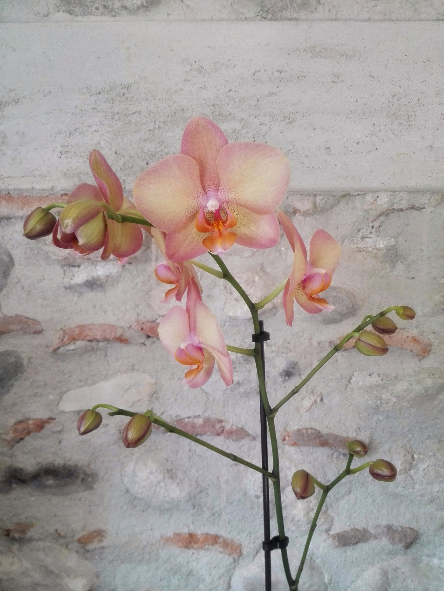 HUAWEI P7-L10 sample photo
