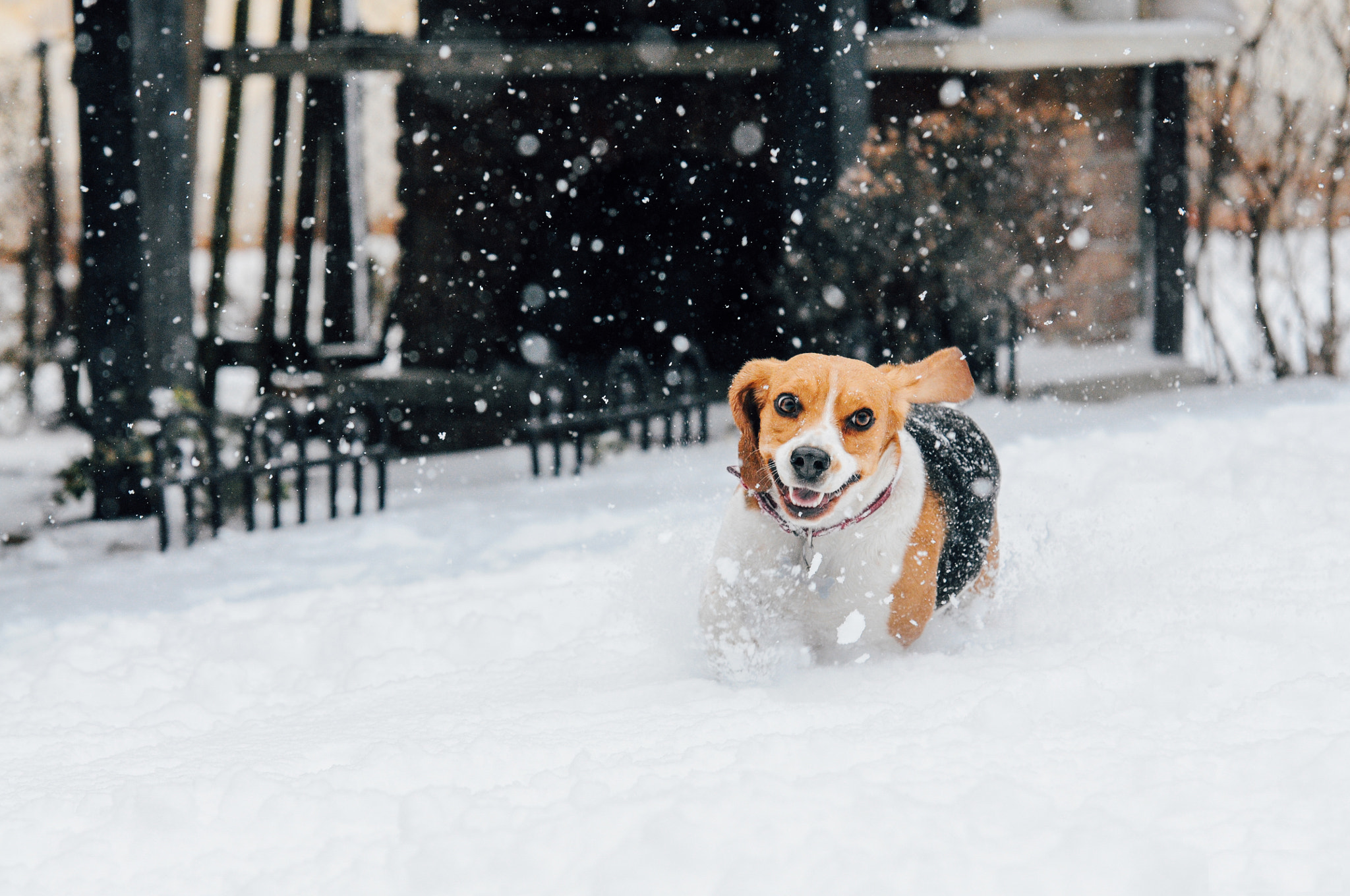 Nikon D300S + Sigma 70-200mm F2.8 EX DG Macro HSM II sample photo. Beagle dog running in the snow photography