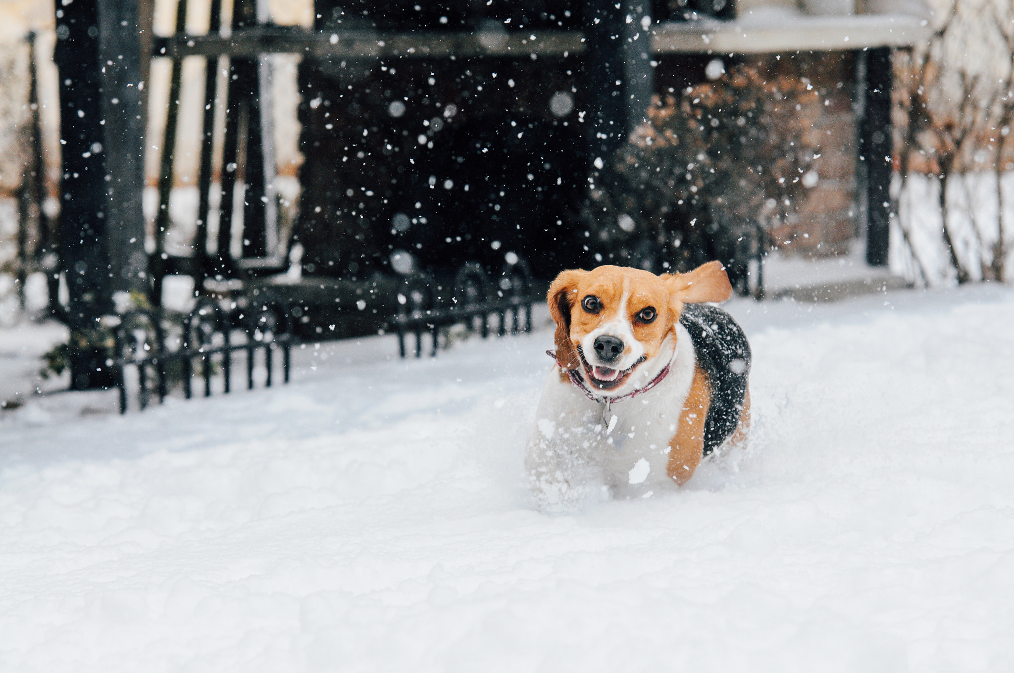 Sigma 70-200mm F2.8 EX DG Macro HSM II sample photo. Beagle dog running in the snow photography