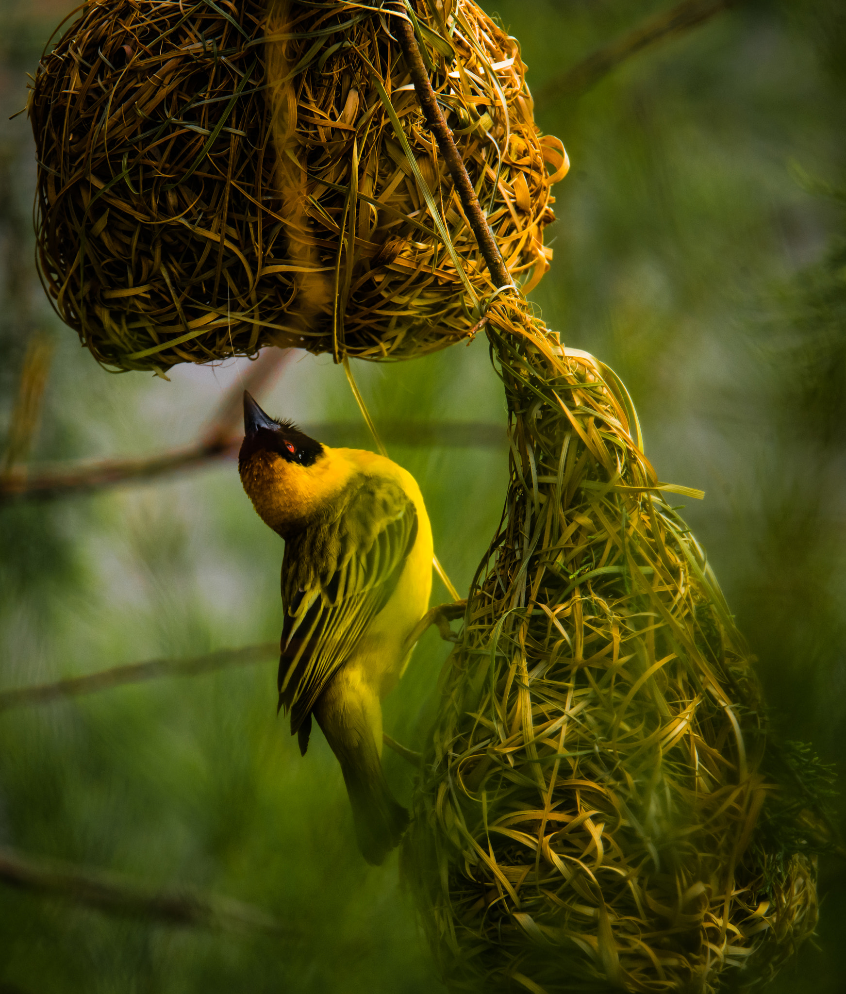 Nikon D750 sample photo. A bird is building his nest photography