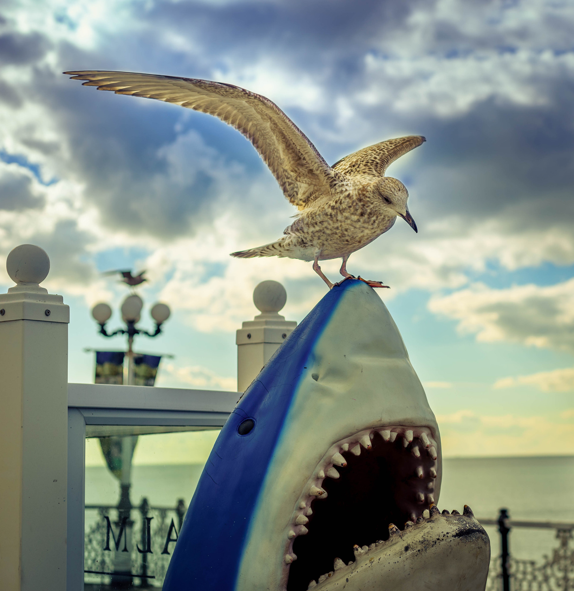 Sony a7 II + Sony DT 50mm F1.8 SAM sample photo. The early shark... photography