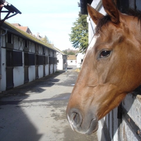 Sony DSC-W12 sample photo. France,normandie,cheval, photography