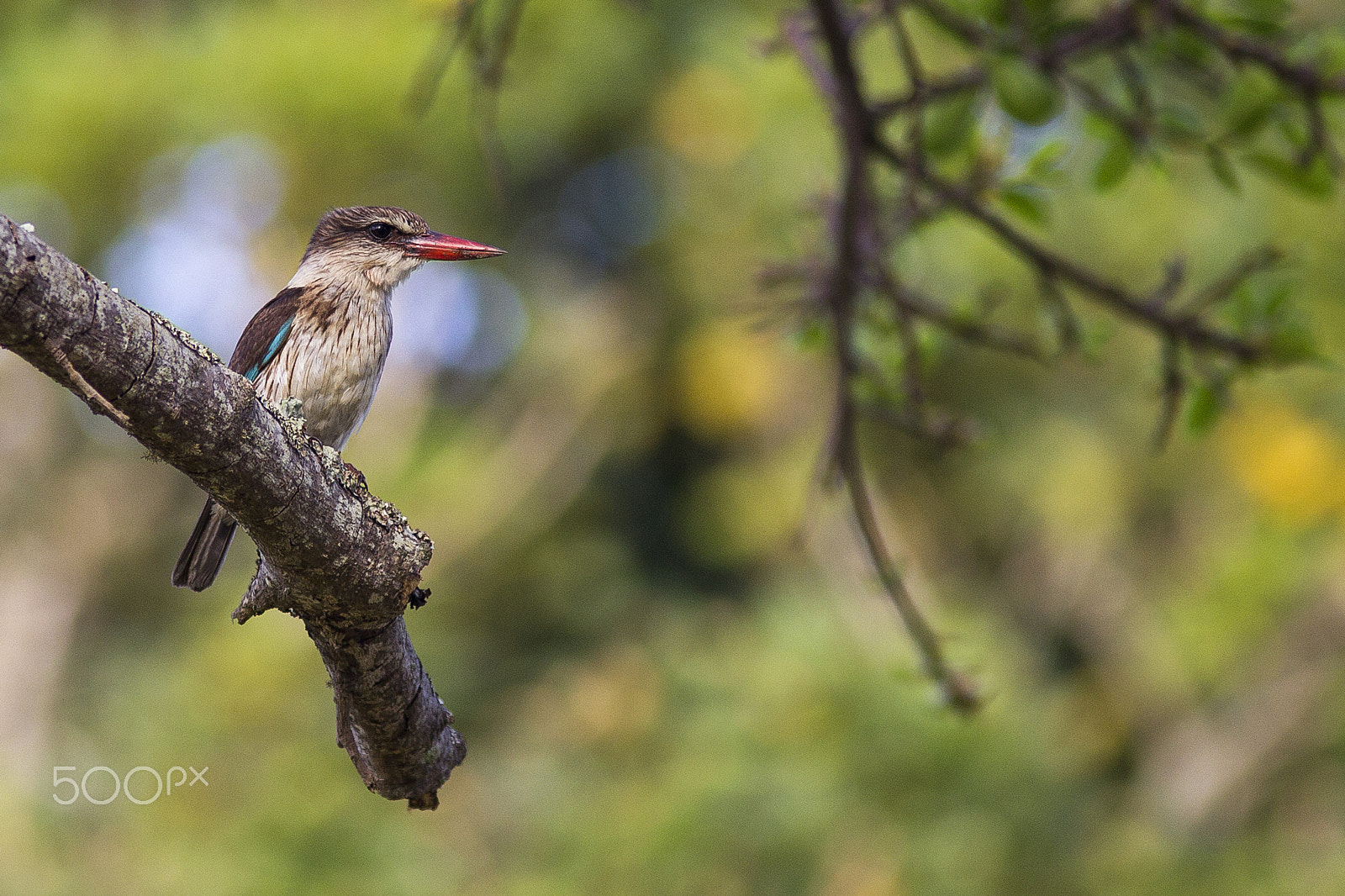 Canon EOS 60D sample photo. Brown hooded king fisher photography