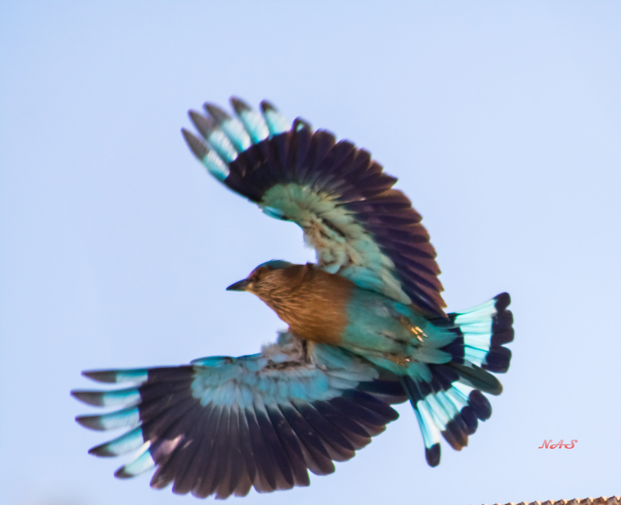 Canon EOS 750D (EOS Rebel T6i / EOS Kiss X8i) + EF75-300mm f/4-5.6 sample photo. Indian roller photography