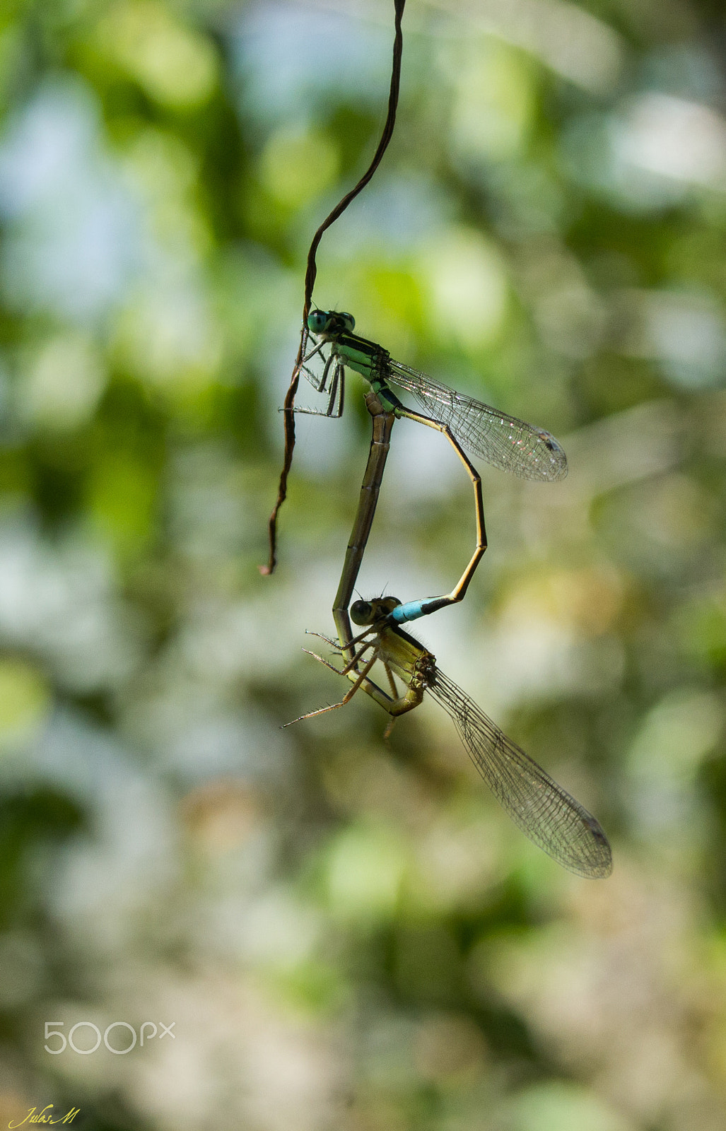 Sigma 18-50mm f/3.5-5.6 DC sample photo. Libellules photography