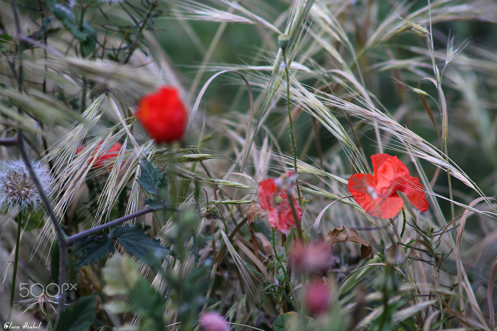 Canon EOS 1200D (EOS Rebel T5 / EOS Kiss X70 / EOS Hi) sample photo. Flores por el camino… photography