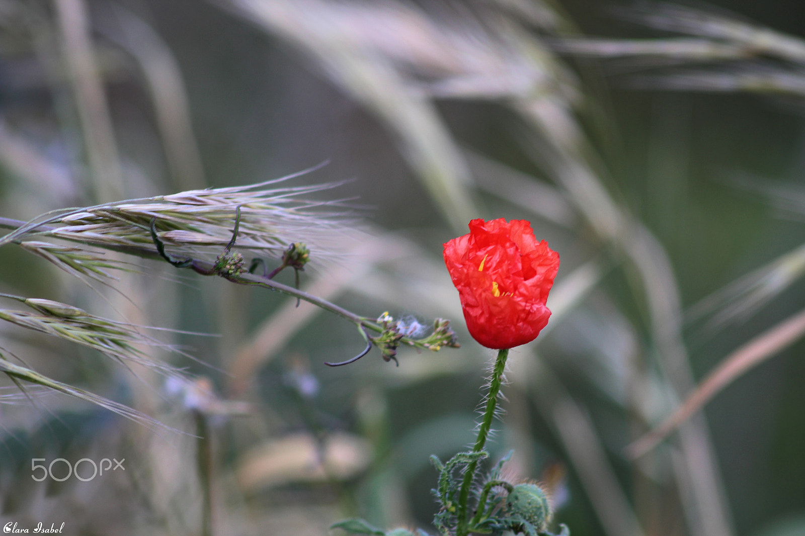 Canon EOS 1200D (EOS Rebel T5 / EOS Kiss X70 / EOS Hi) sample photo. Flores por el camino… photography