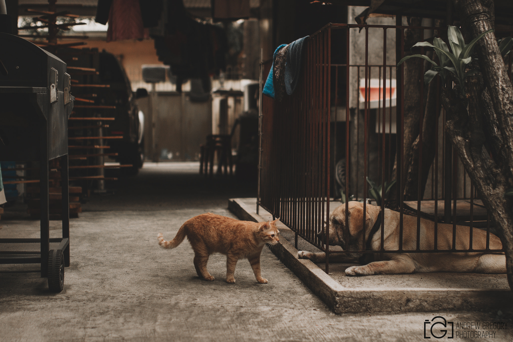 Canon EOS 7D + Sigma 35mm F1.4 DG HSM Art sample photo. Crazy cat photography