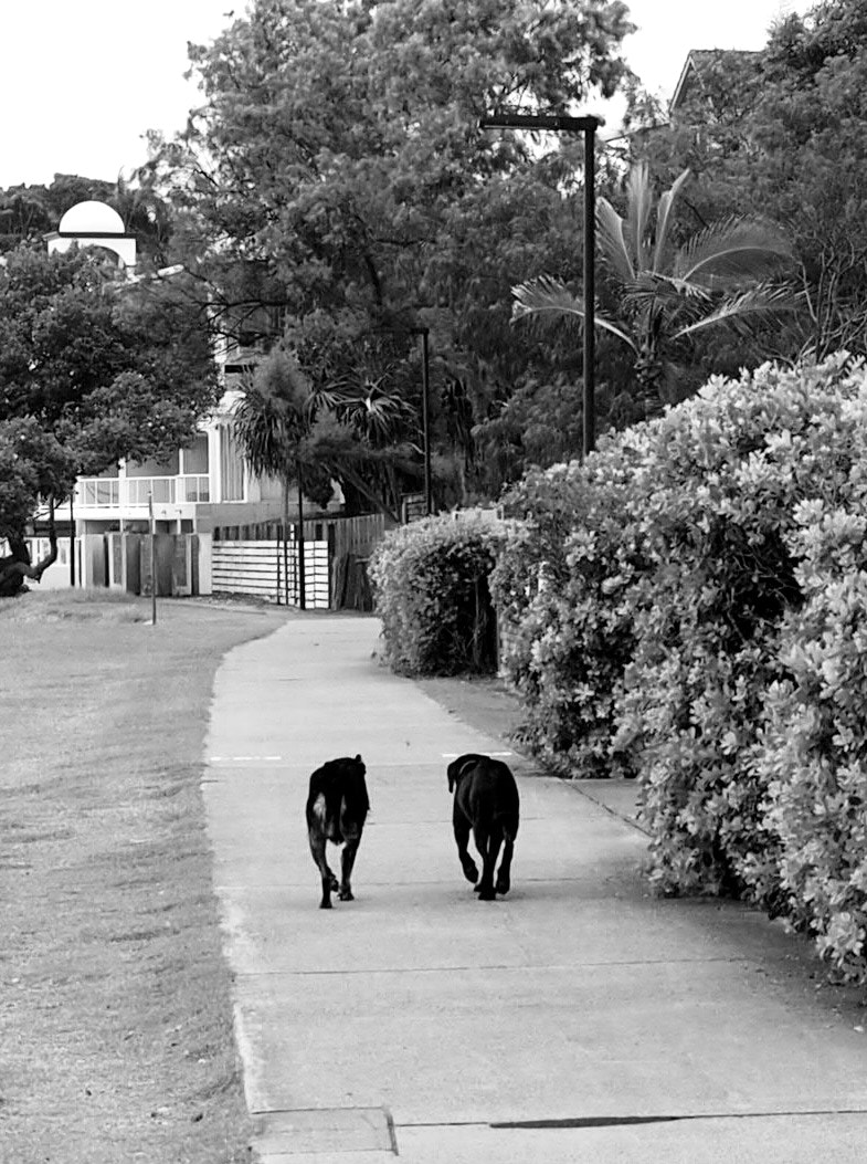 Olympus OM-D E-M10 sample photo. Two old friends photography