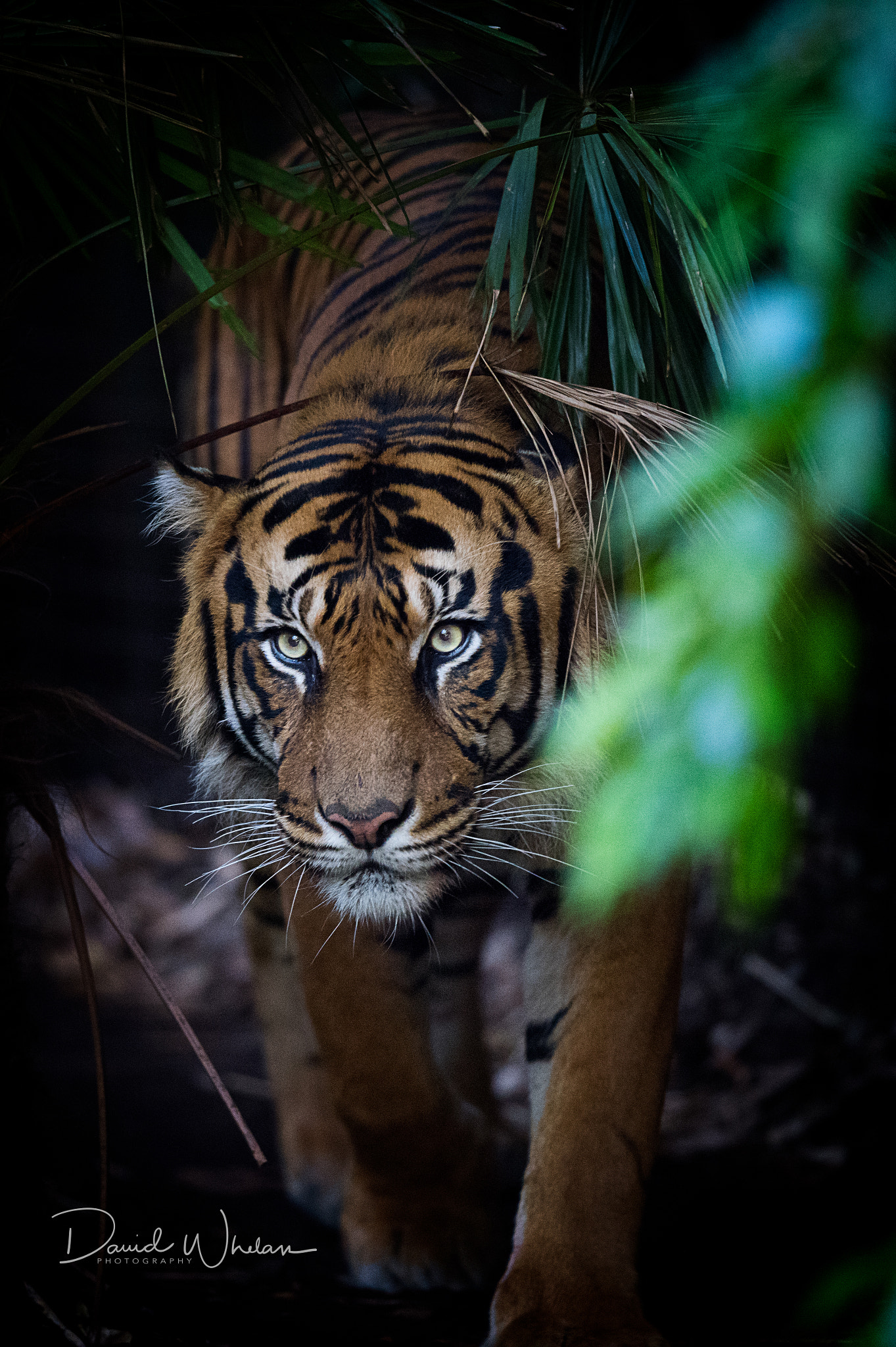 Nikon AF-S Nikkor 400mm F2.8E FL ED VR sample photo. Intensity photography