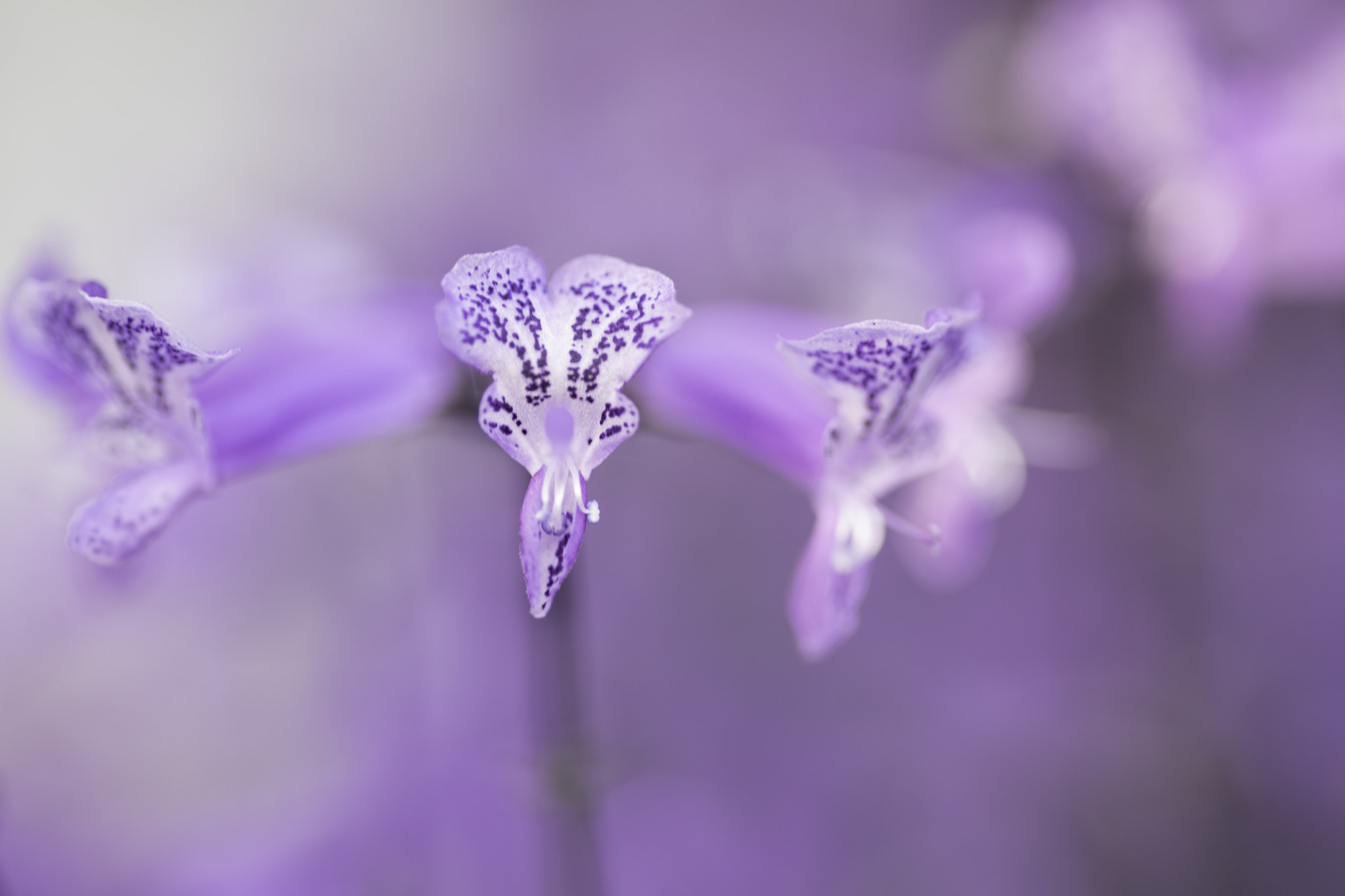 Sigma 105mm F2.8 EX DG Macro sample photo. Dsc2853-1.jpg photography
