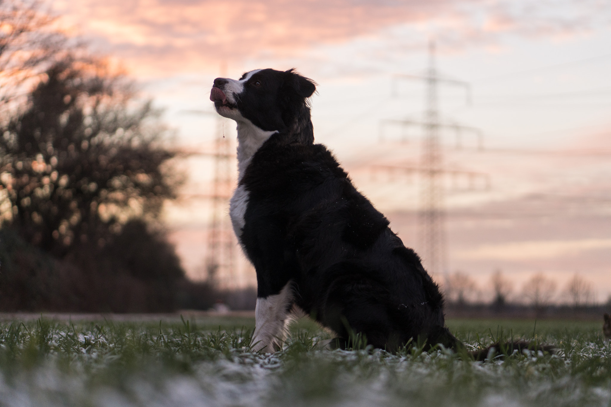 Sony a6300 + E 50mm F1.8 OSS sample photo. Ginger photography