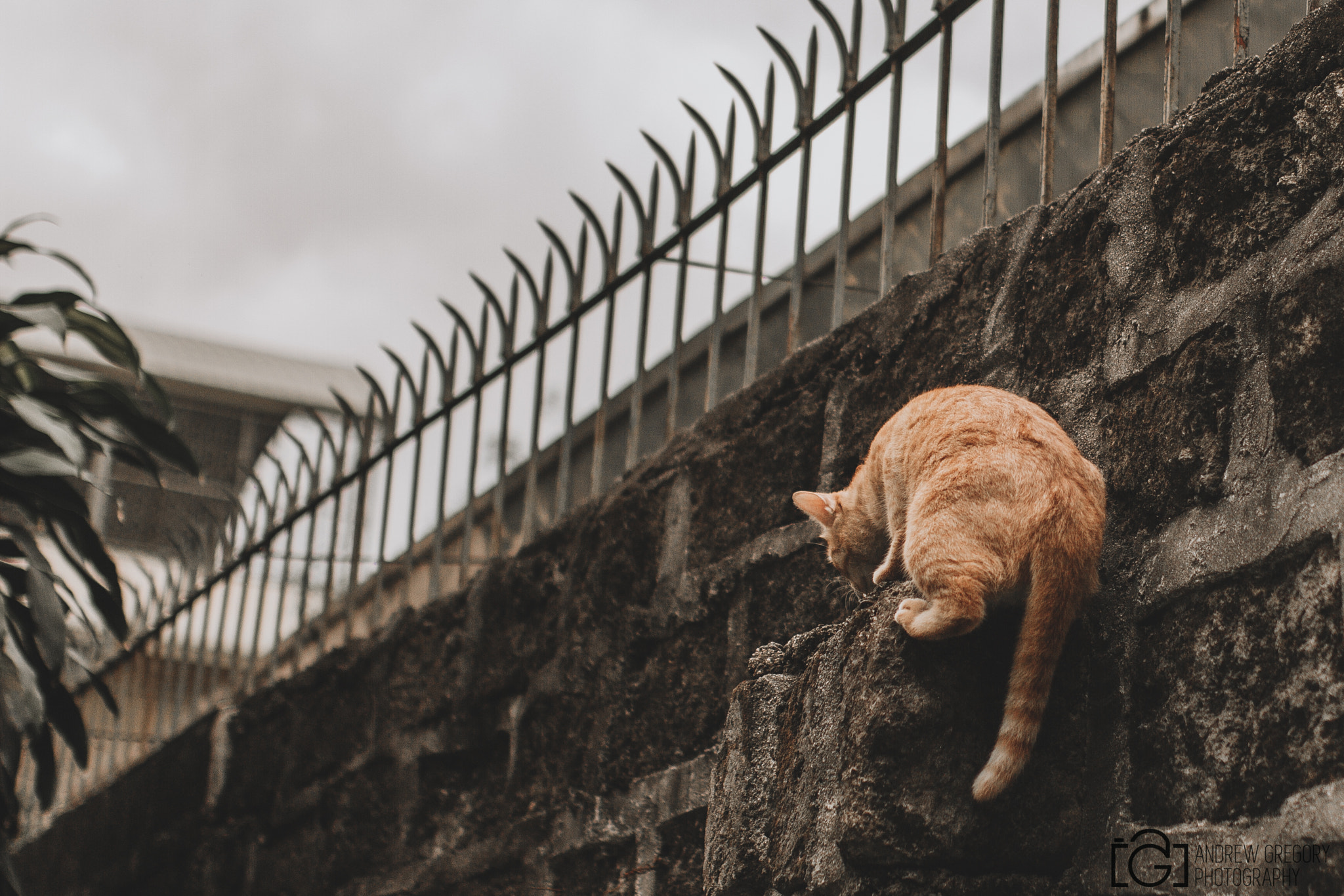 Canon EOS 7D + Sigma 35mm F1.4 DG HSM Art sample photo. Crazy cat photography