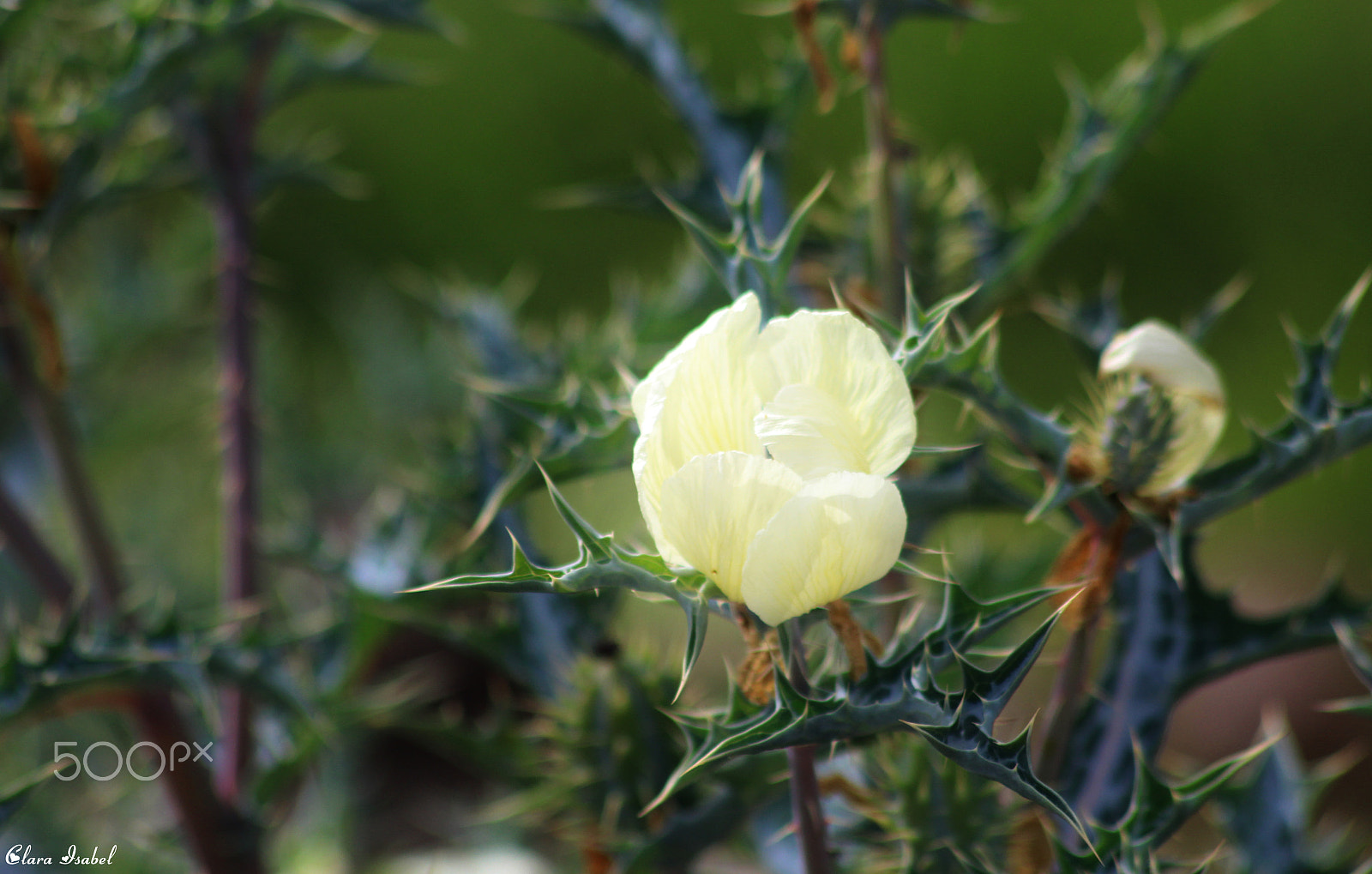 Canon EOS 1200D (EOS Rebel T5 / EOS Kiss X70 / EOS Hi) sample photo. Flores por el camino... photography