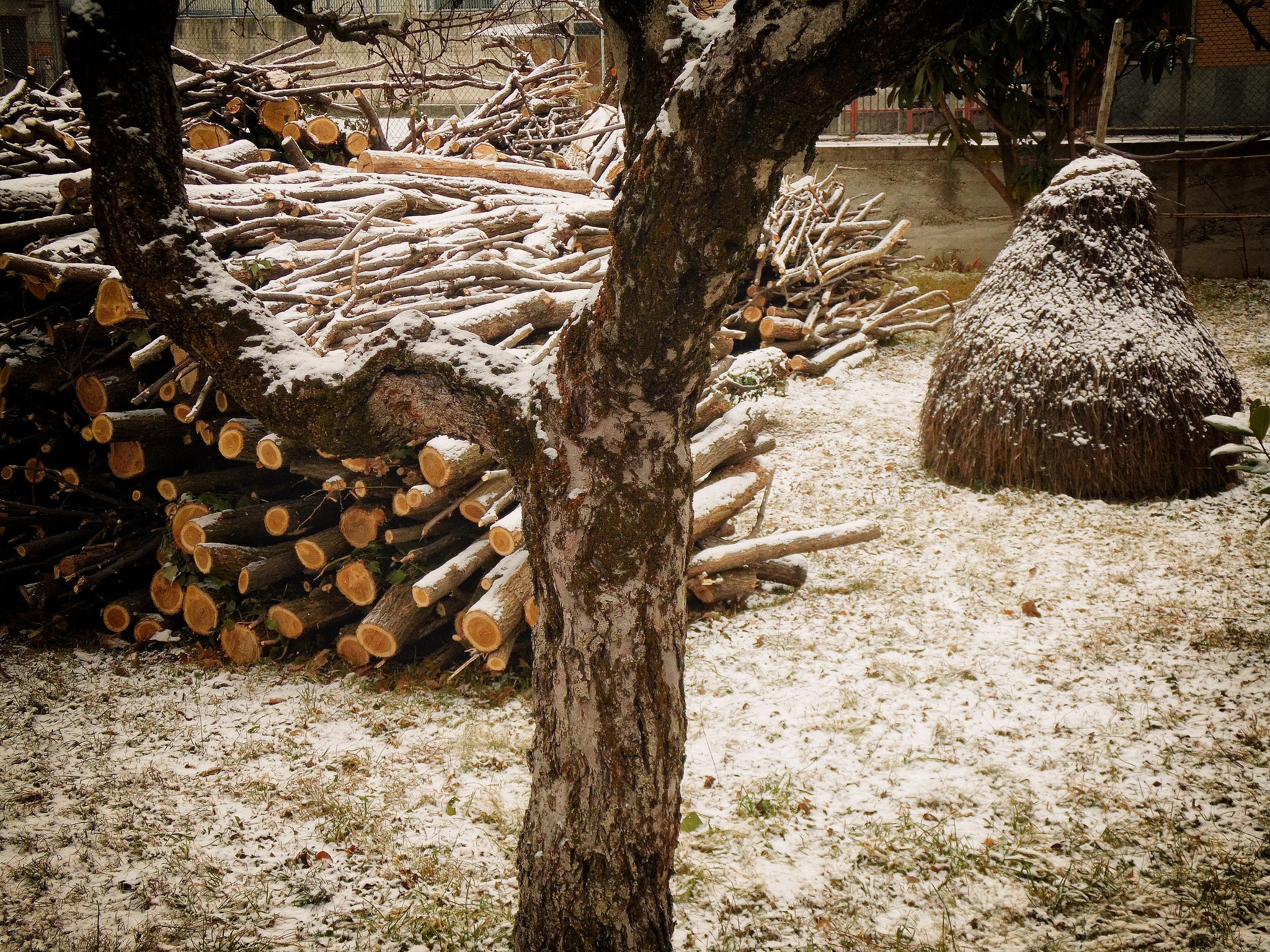 Samsung WB110/  WB111 sample photo. In my neighbours garden in the italian alps photography