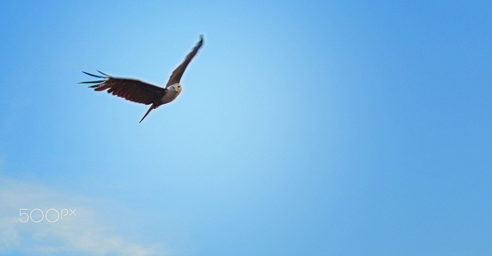 Sigma 24-70mm F2.8 EX DG Macro sample photo. An eagle photography