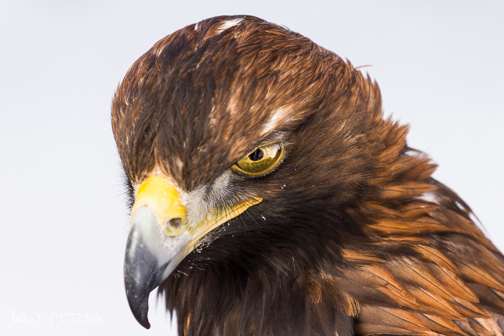 Canon EF 70-300mm F4-5.6L IS USM sample photo. Powerful look photography