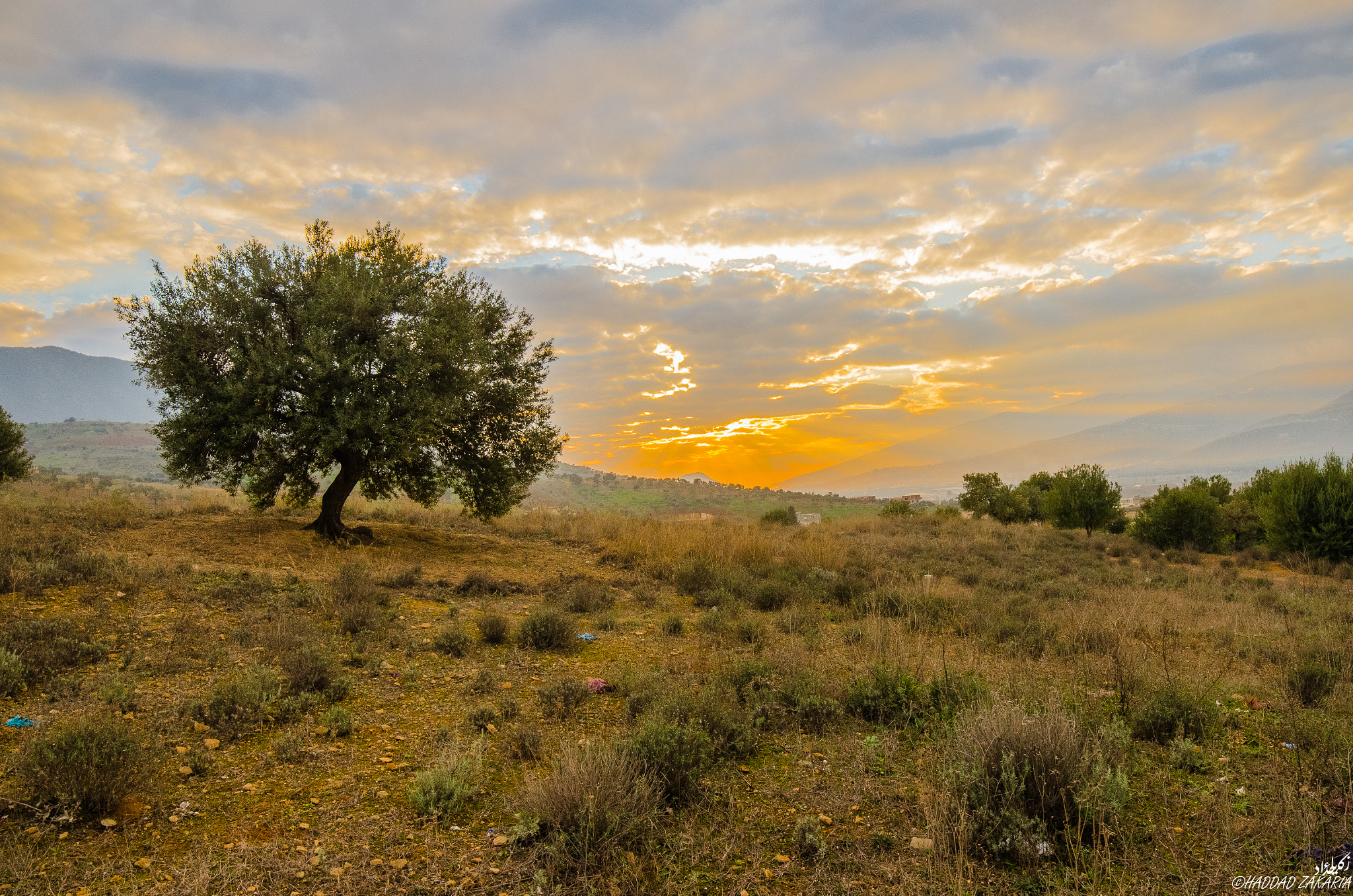 Samyang 14mm F2.8 ED AS IF UMC sample photo. Olive tree photography