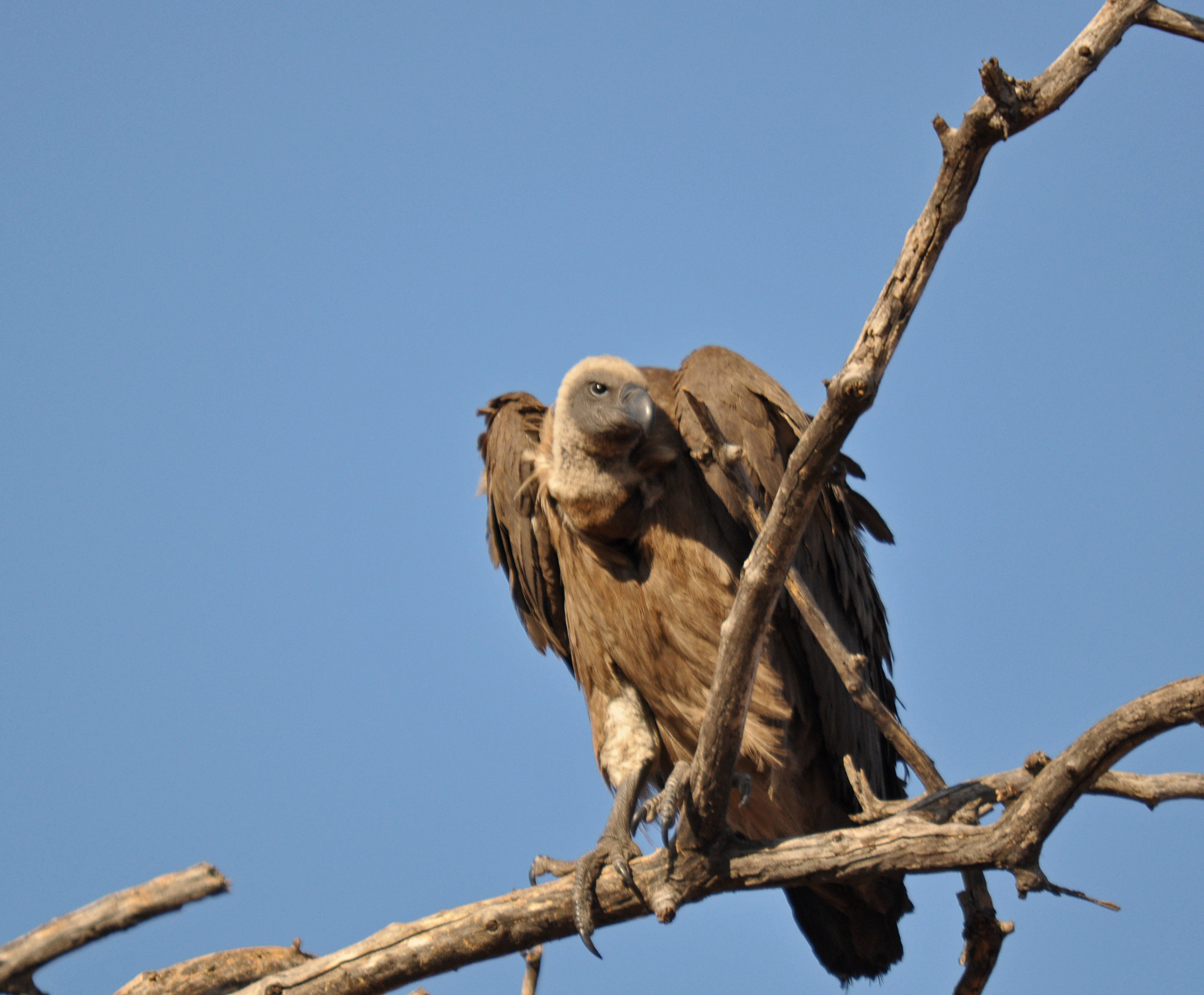 Sigma 150-500mm F5-6.3 DG OS HSM sample photo. White backed vulture. photography