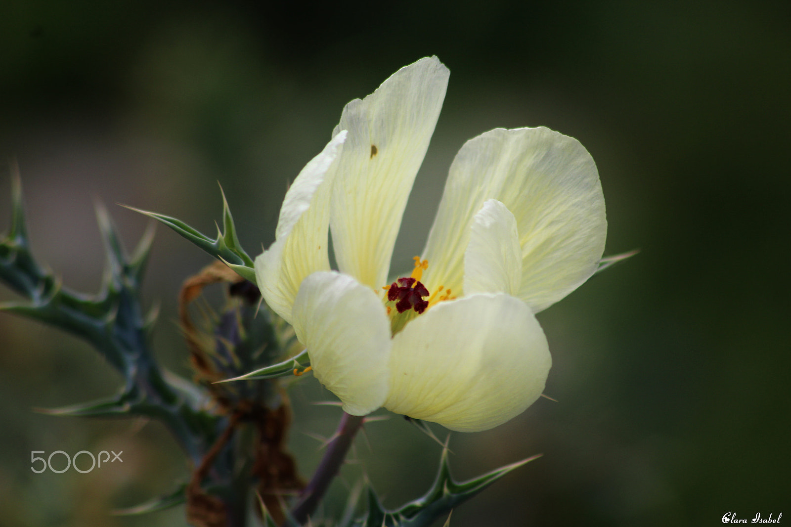 Canon EOS 1200D (EOS Rebel T5 / EOS Kiss X70 / EOS Hi) sample photo. Flores por el camino... photography