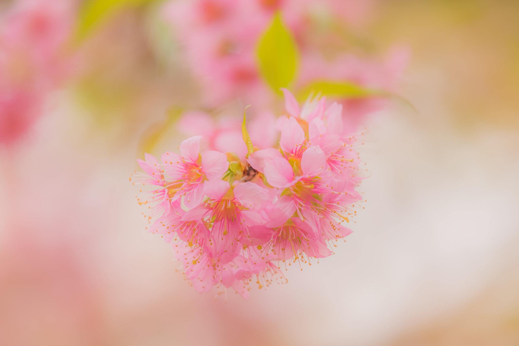 Nikon Nikkor AF-S 300mm F4E PF ED VR sample photo. Lovely pink! photography