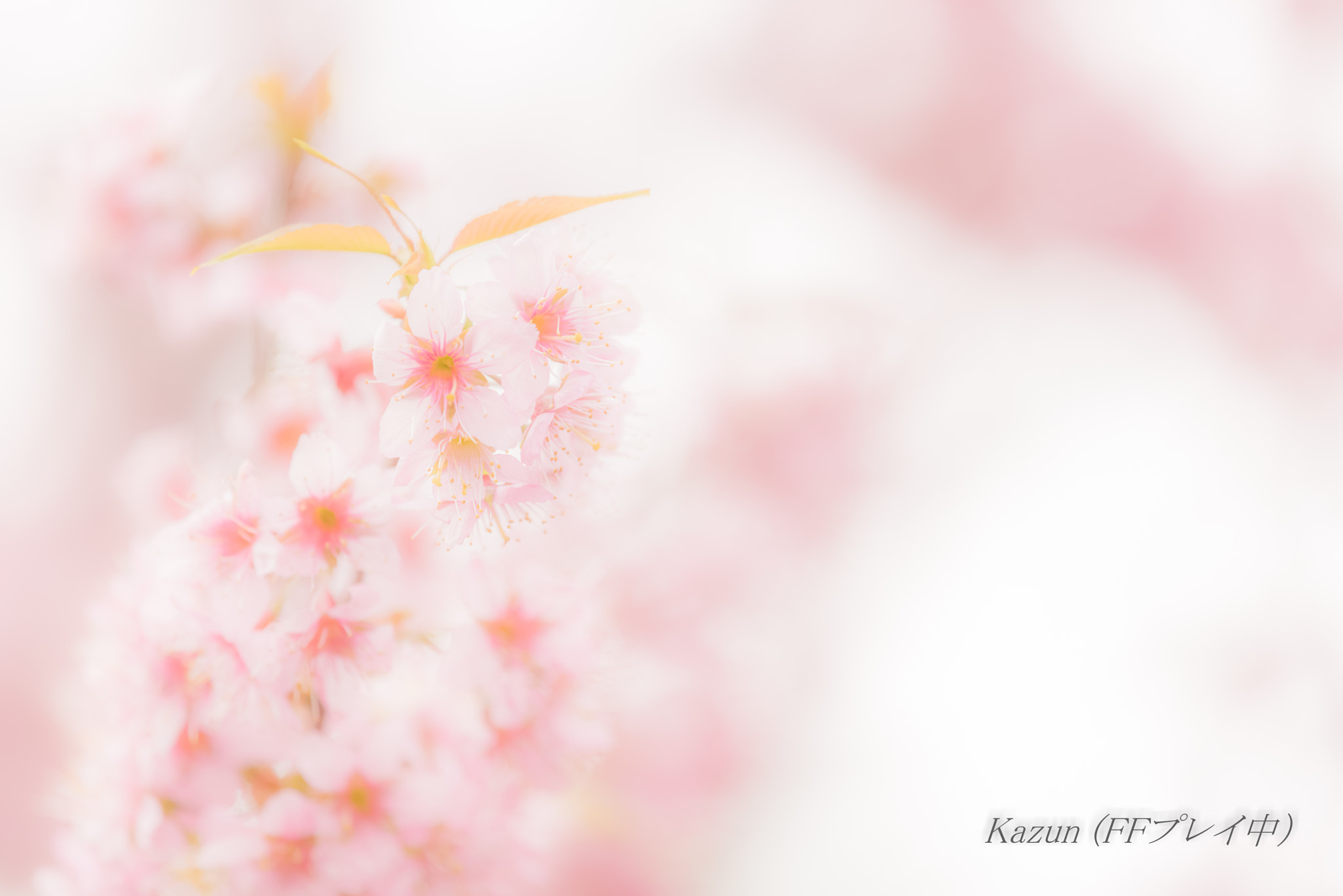 Nikon Nikkor AF-S 300mm F4E PF ED VR sample photo. Melty pink! photography