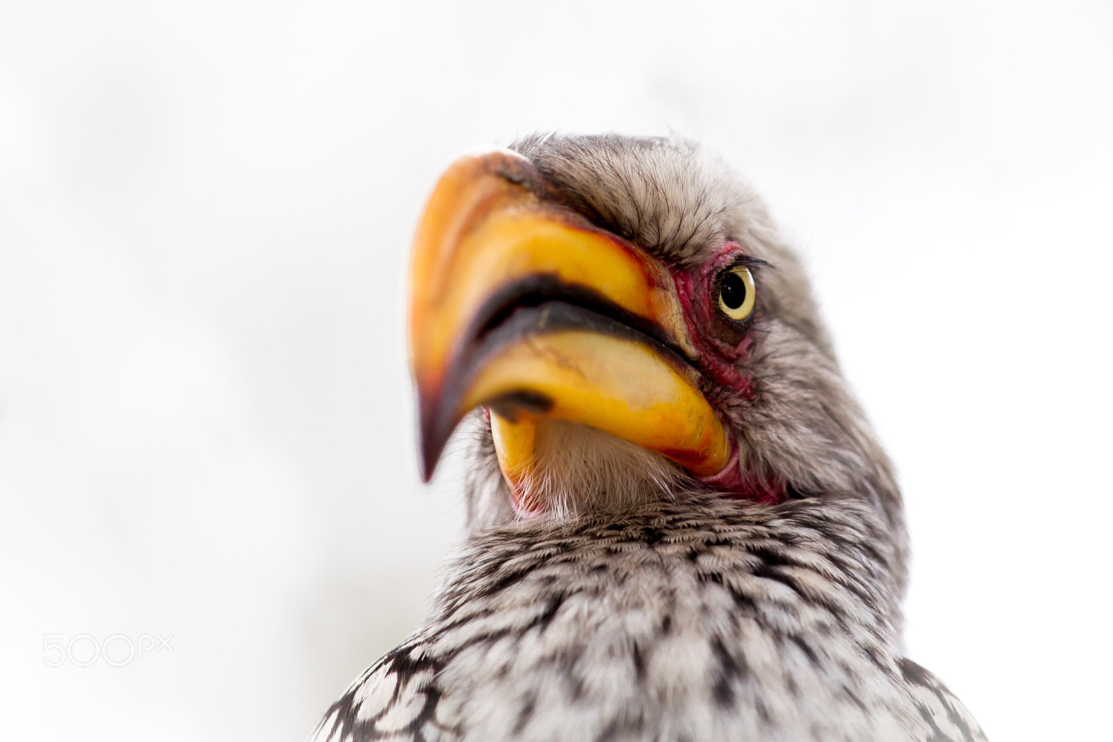 Canon EOS-1D Mark IV + Canon EF 300mm F2.8L IS II USM sample photo. Angry bird - a southern yellow billed hornbill photography