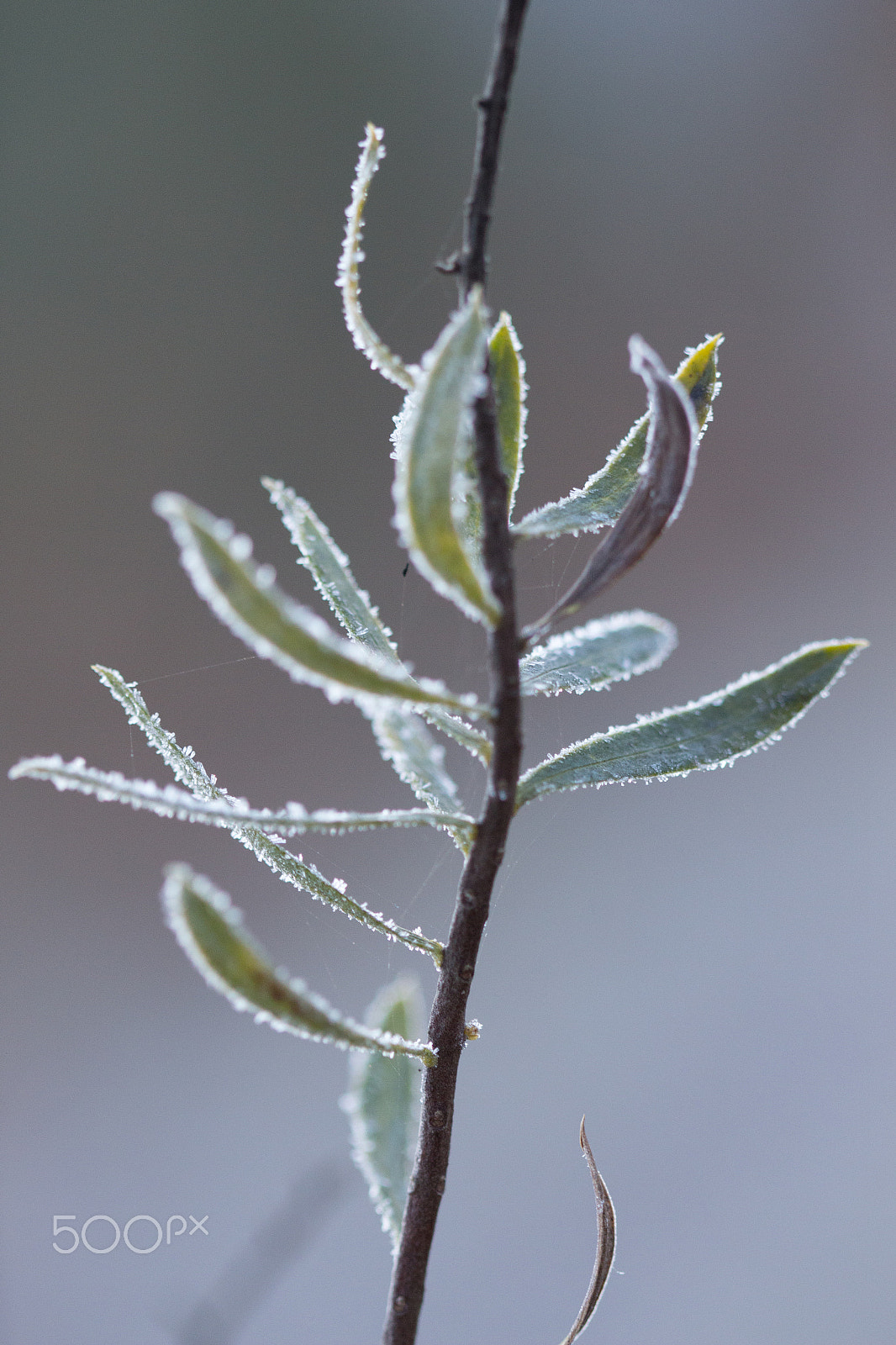 Canon EF 100mm F2.8 Macro USM sample photo. Iced plant photography