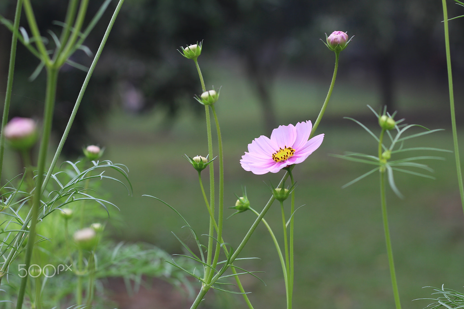 Canon EOS 700D (EOS Rebel T5i / EOS Kiss X7i) sample photo. Winter flower photography