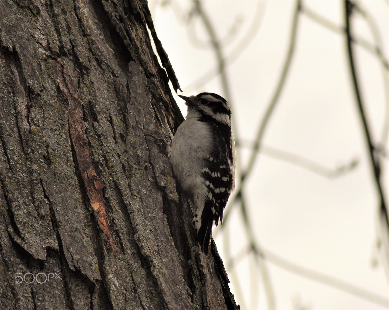 Nikon AF Nikkor 70-300mm F4-5.6G sample photo. Woodpecker photography