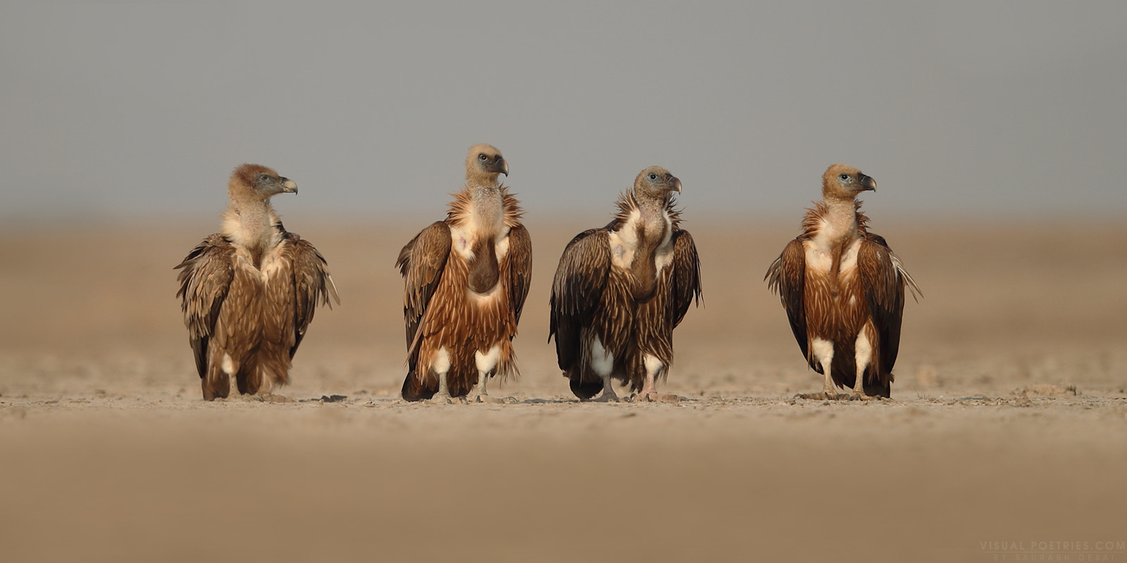 Canon EOS-1D X Mark II sample photo. Griffon vultures photography