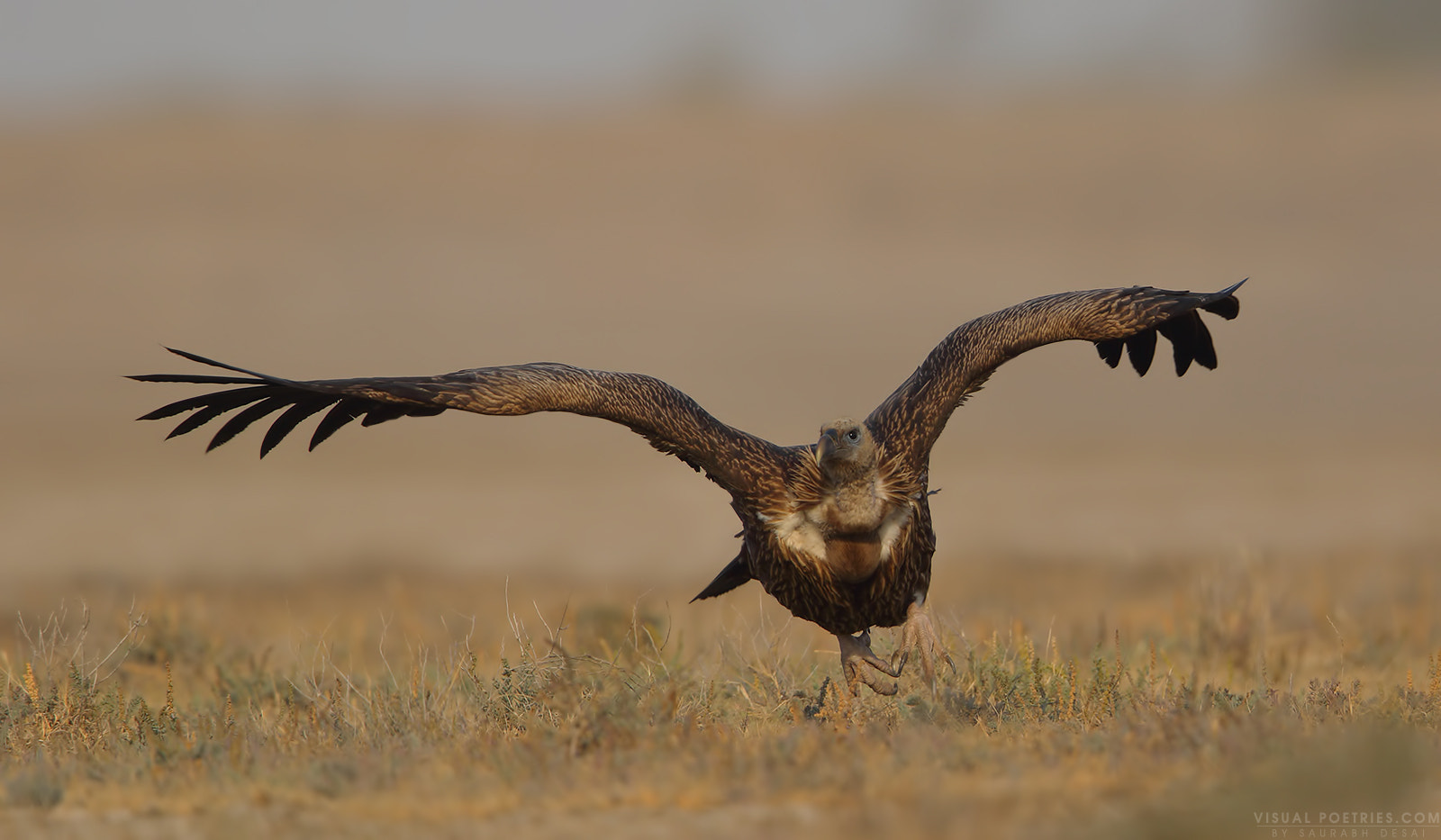 Canon EOS 7D Mark II sample photo. Griffon vultures photography