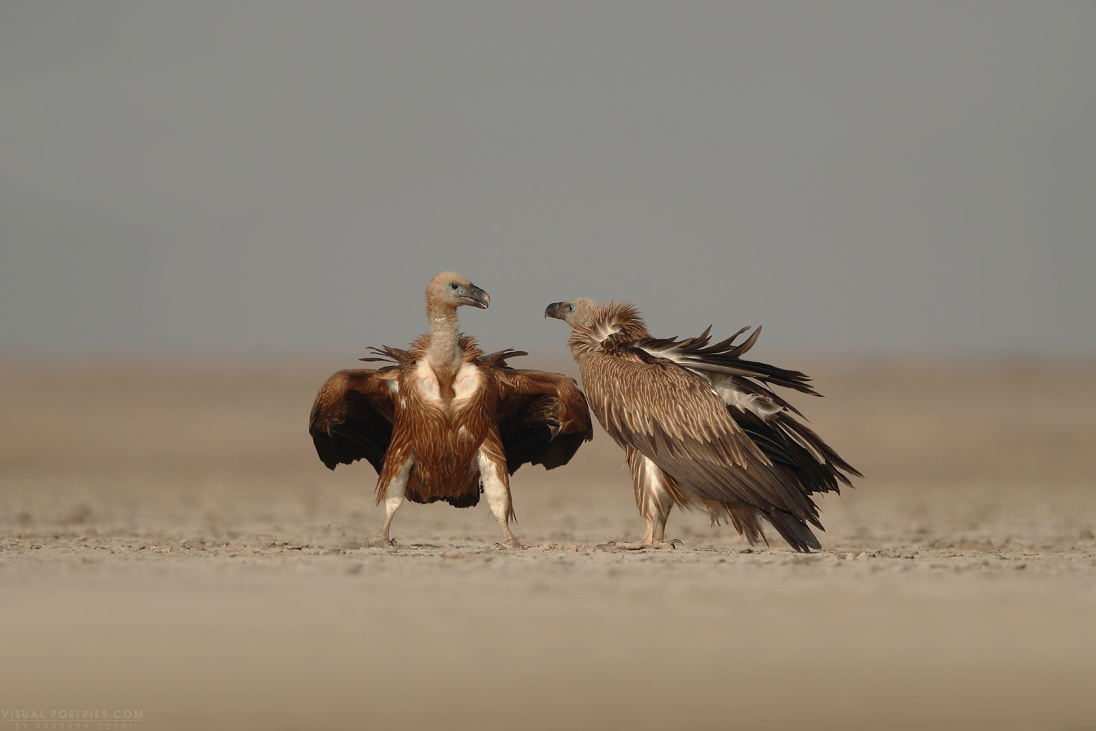 Canon EOS-1D X Mark II sample photo. Griffon vultures photography