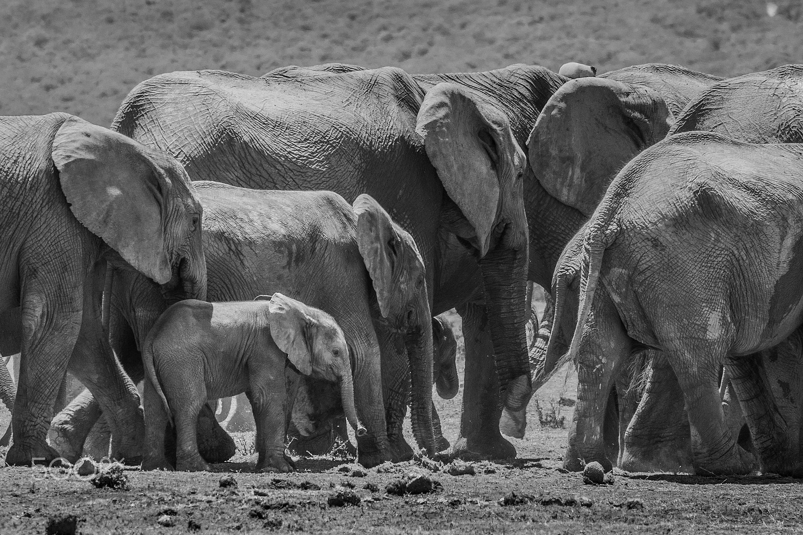 Sigma 70-200mm F2.8 EX DG OS HSM sample photo. Among giants photography