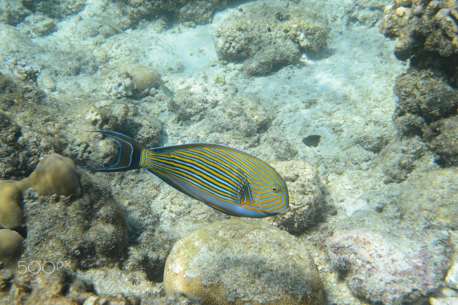 Nikon 1 AW1 sample photo. Acanthurus lineatus photography