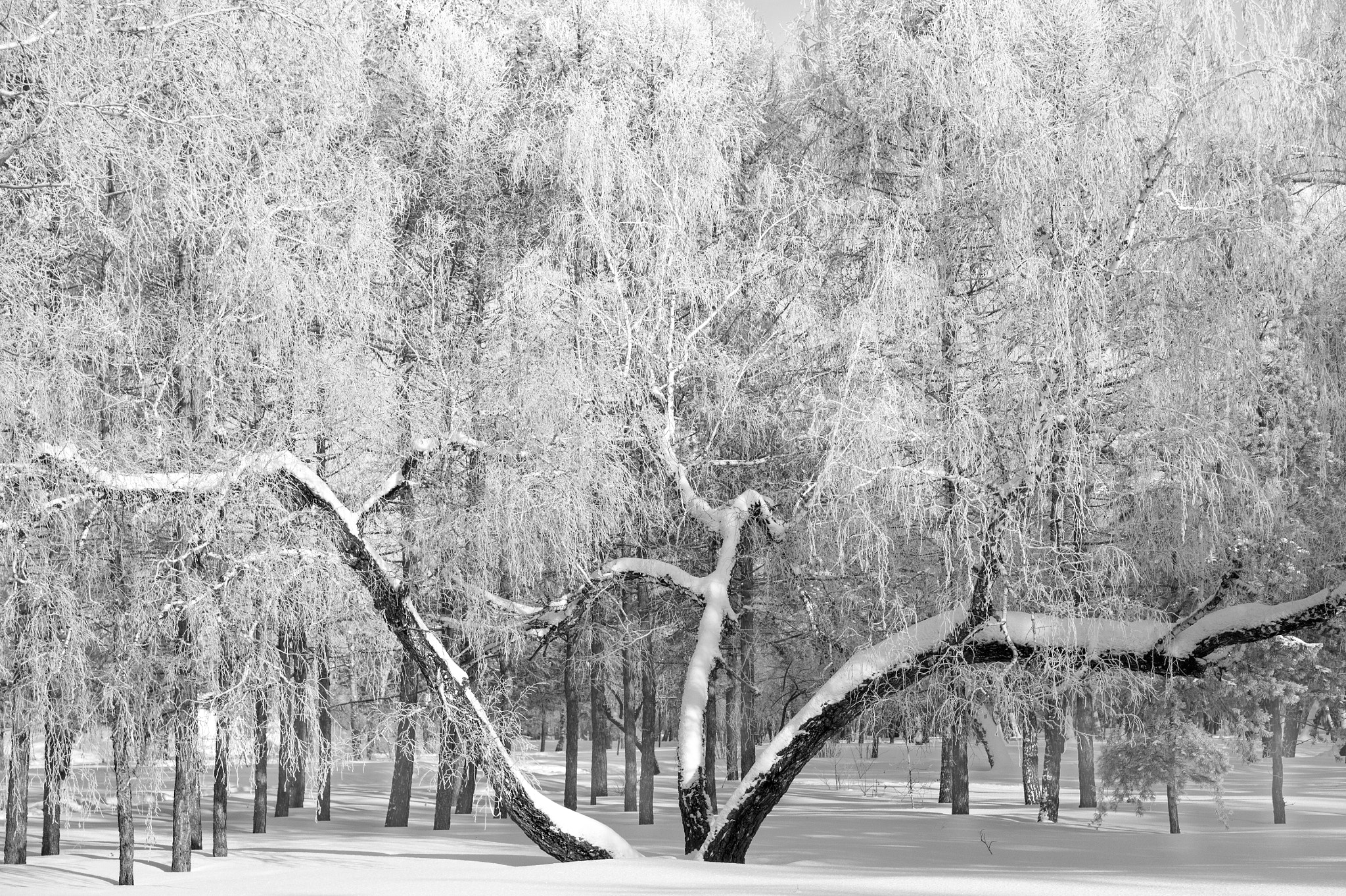 Sony Alpha NEX-5 sample photo. The tree and the trees photography