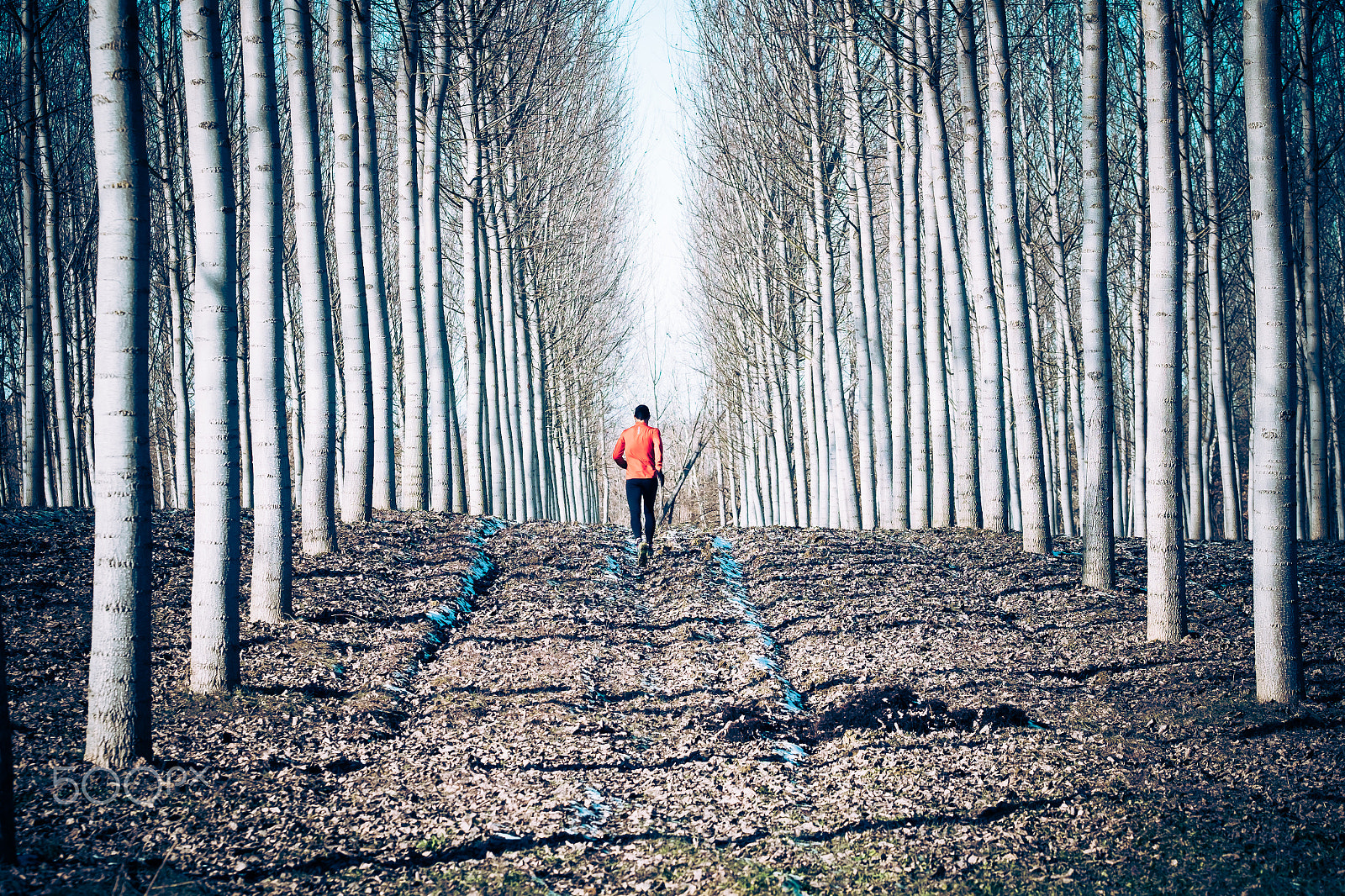 Fujifilm X-T1 + Fujifilm XF 90mm F2 R LM WR sample photo. Running between poplar trees photography