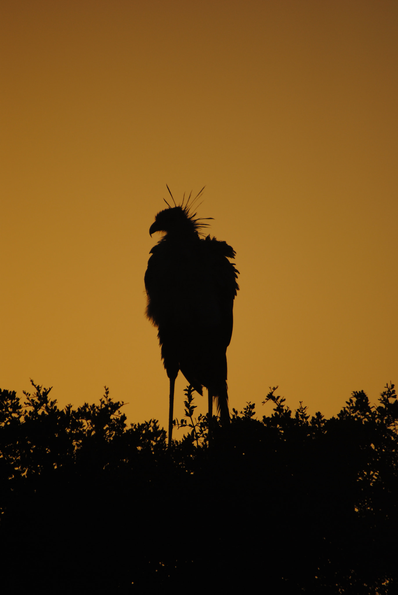 Sigma 50-500mm F4-6.3 EX APO RF HSM sample photo. Secretary silhouette photography