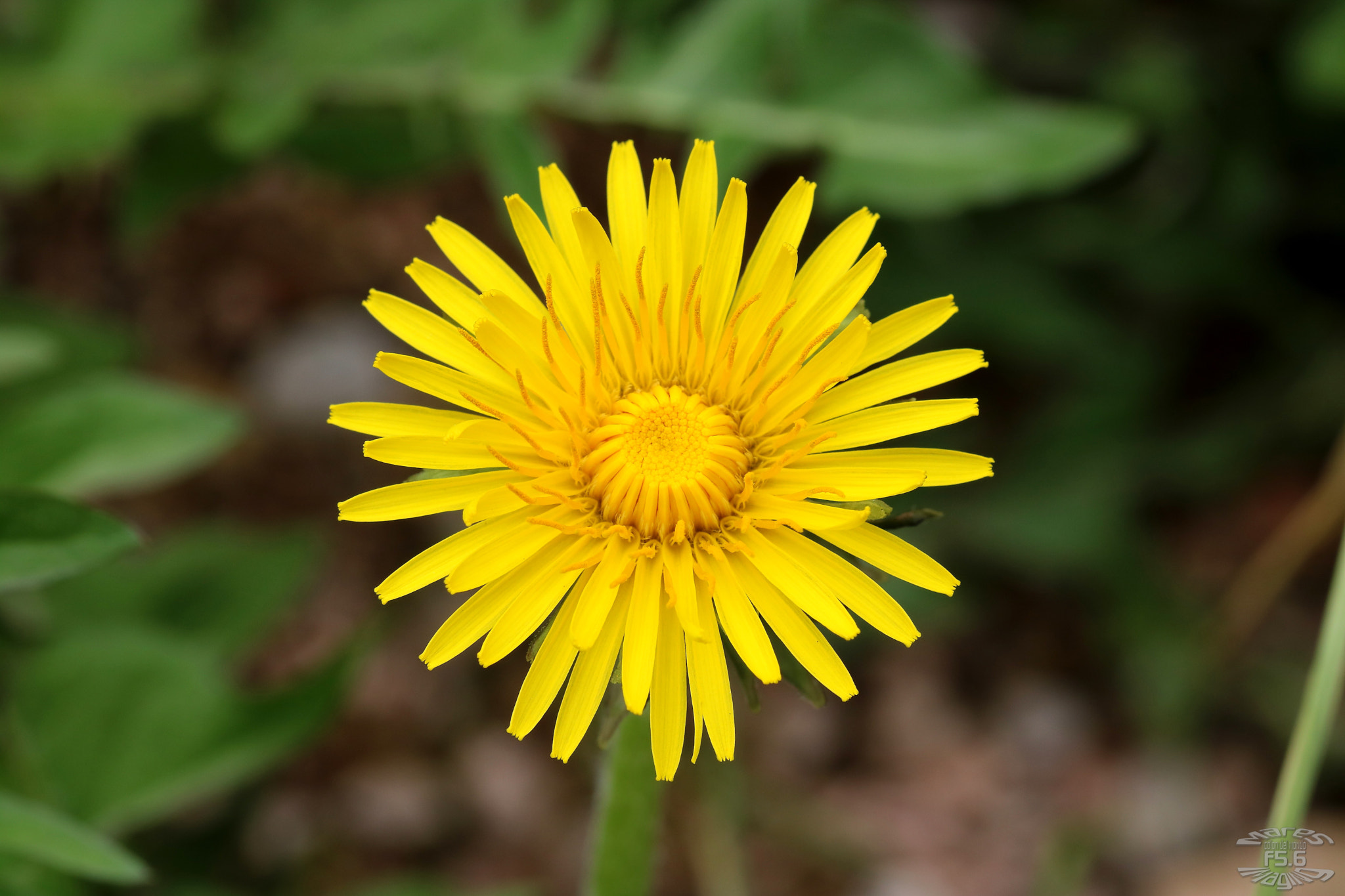 Sigma 105mm F2.8 EX DG OS HSM sample photo. Rev photography