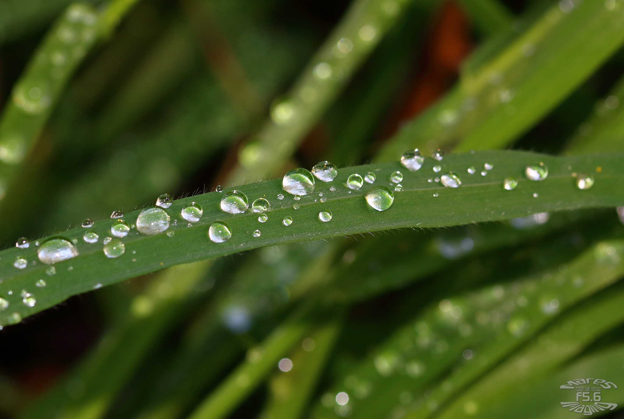 Sigma 105mm F2.8 EX DG OS HSM sample photo. Rev photography