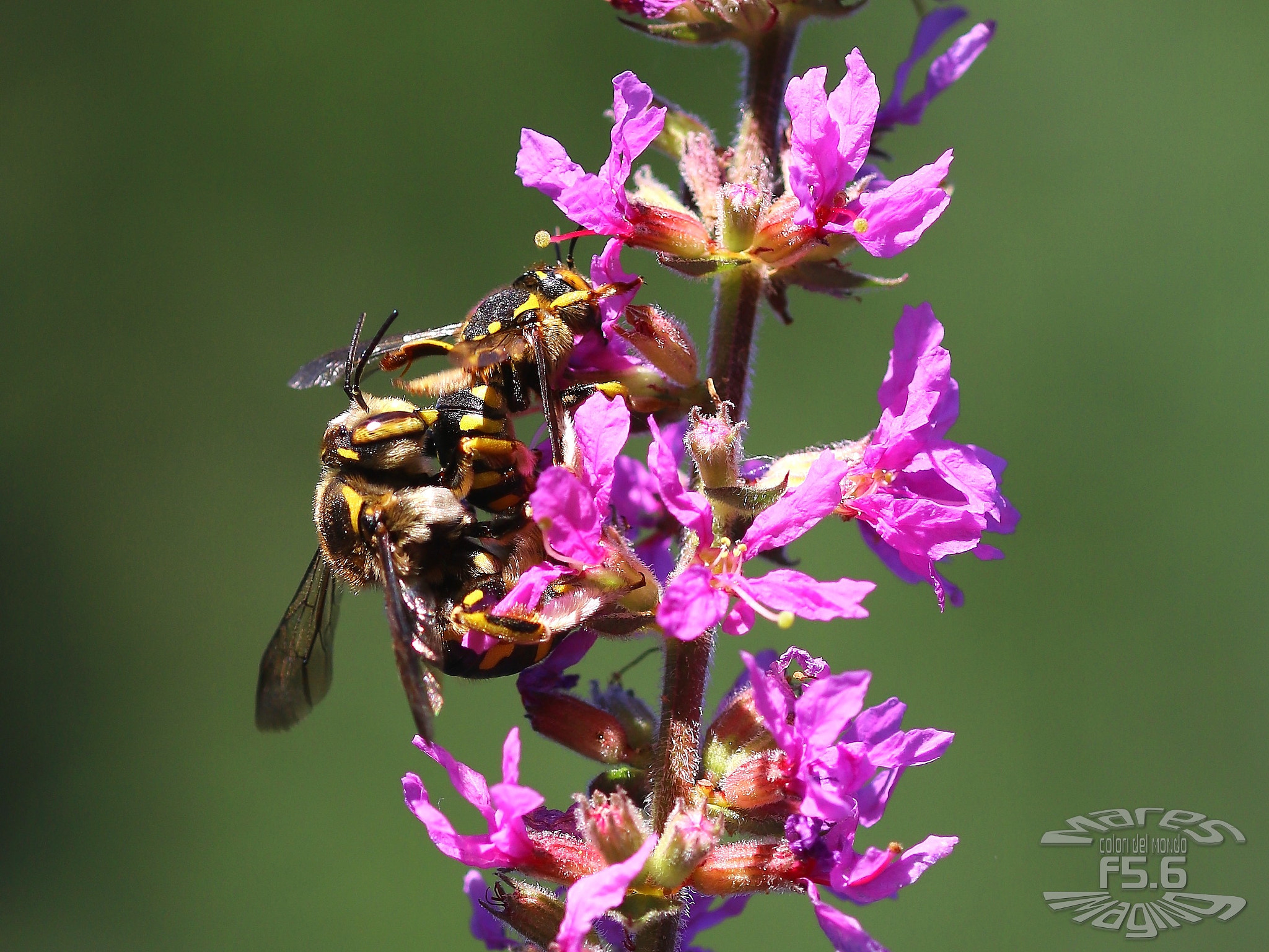 Sigma 105mm F2.8 EX DG OS HSM sample photo