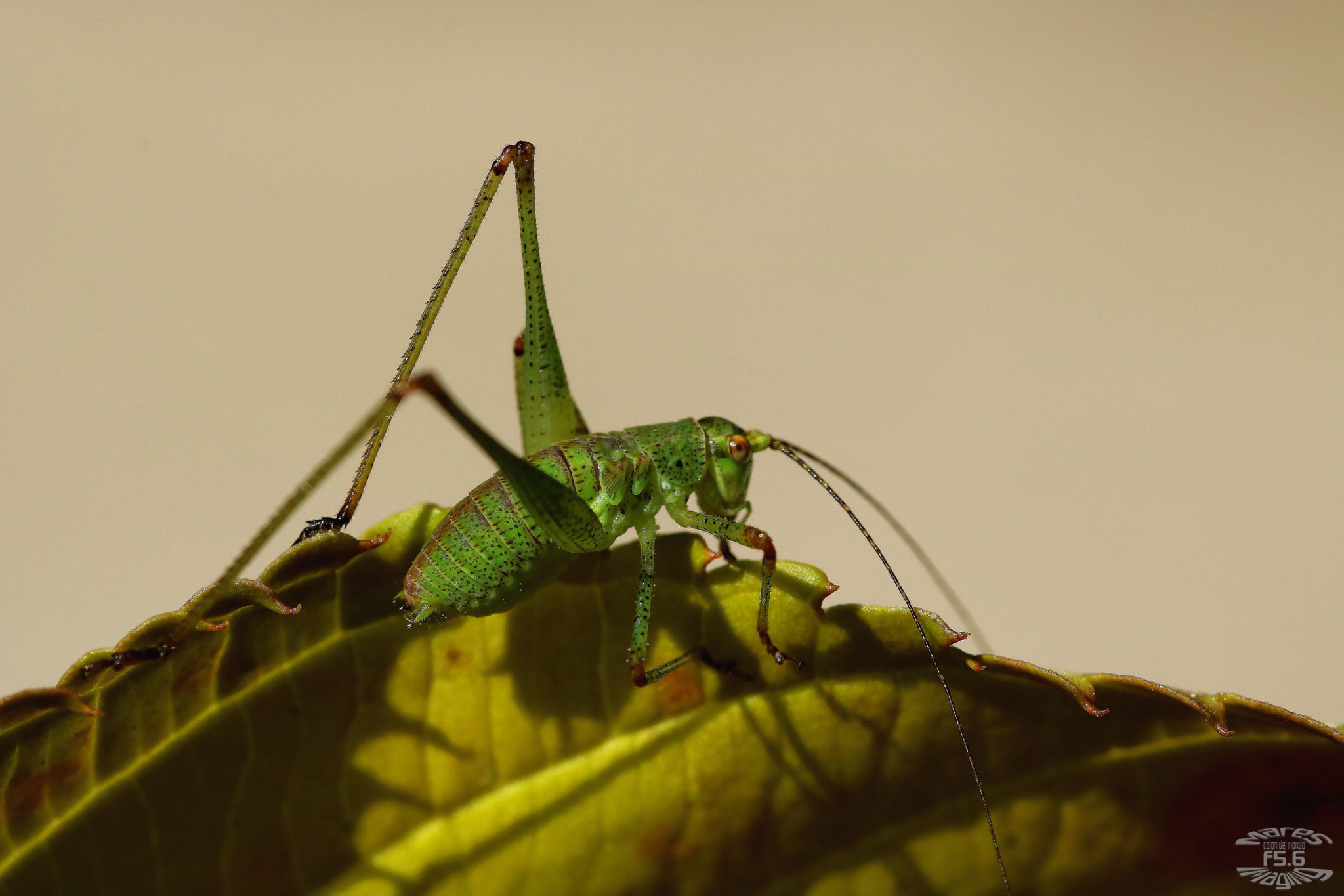 Sigma 105mm F2.8 EX DG OS HSM sample photo