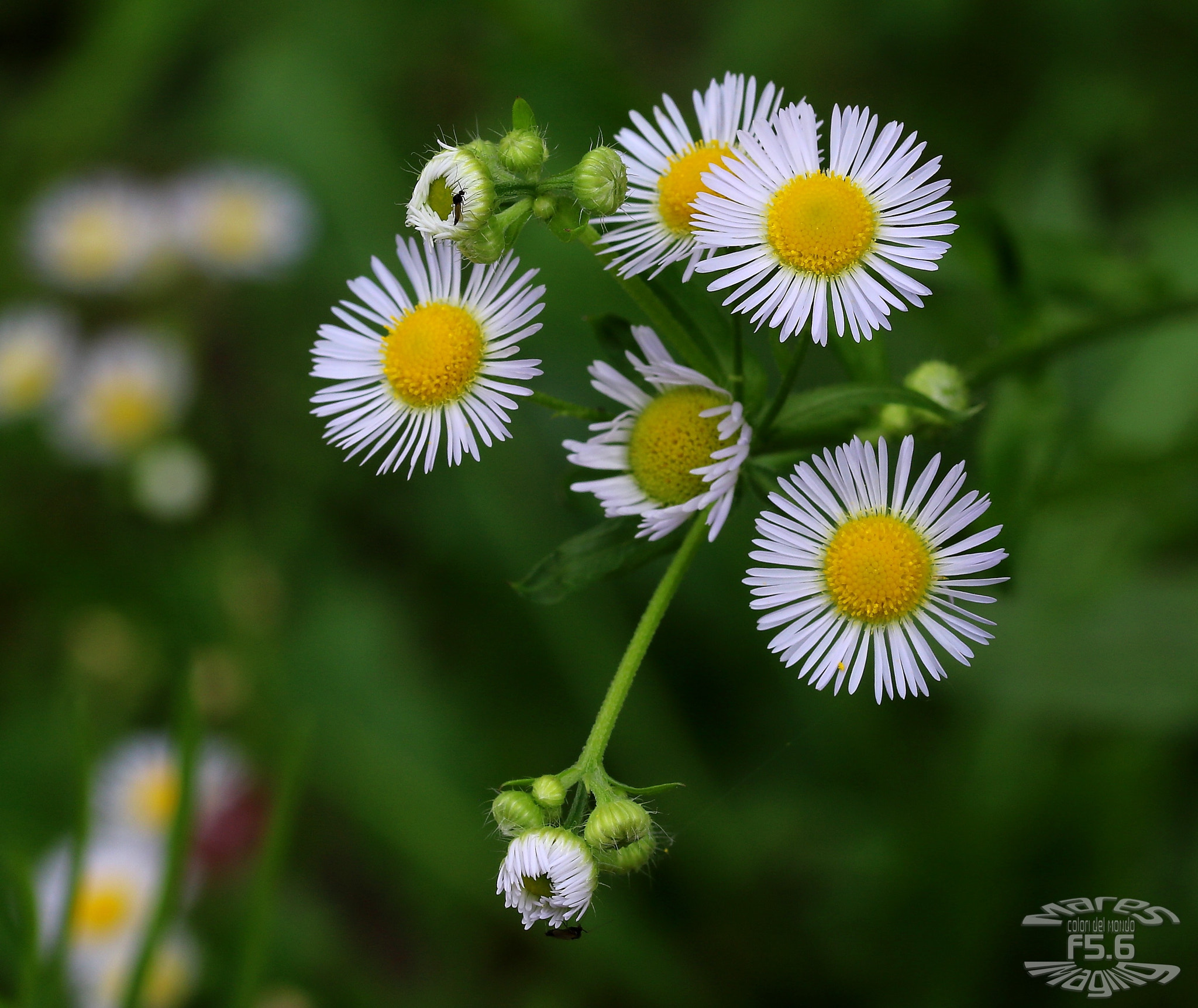 Sigma 105mm F2.8 EX DG OS HSM sample photo