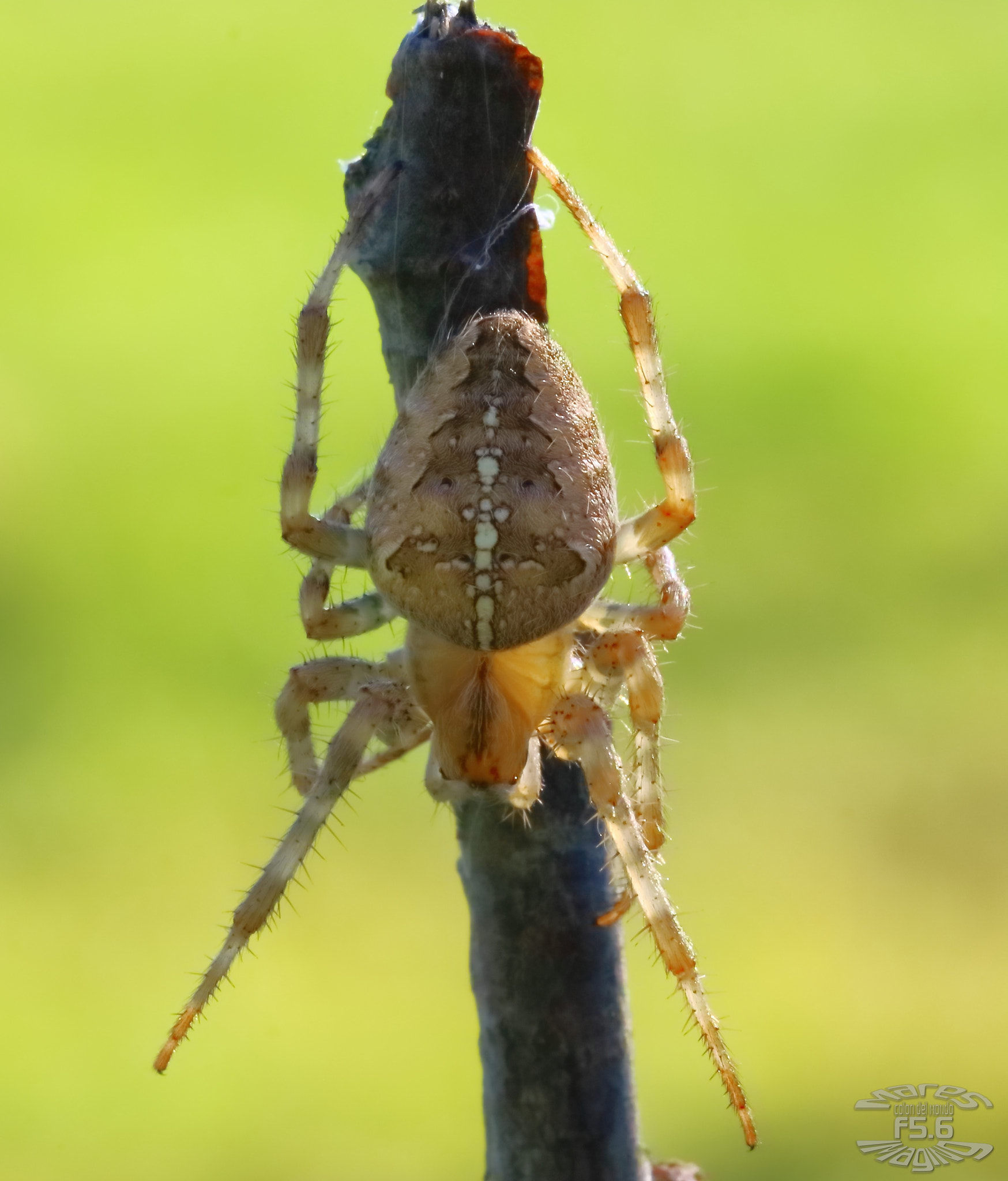 Sigma 105mm F2.8 EX DG OS HSM sample photo