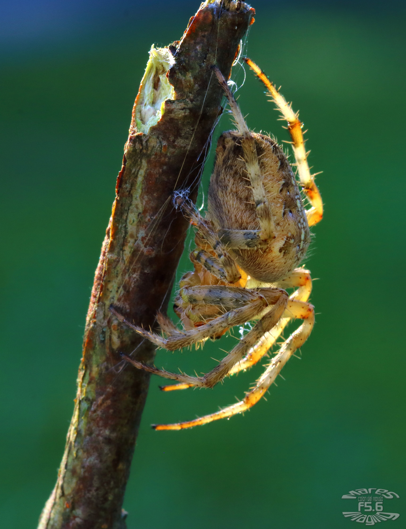 Sigma 105mm F2.8 EX DG OS HSM sample photo