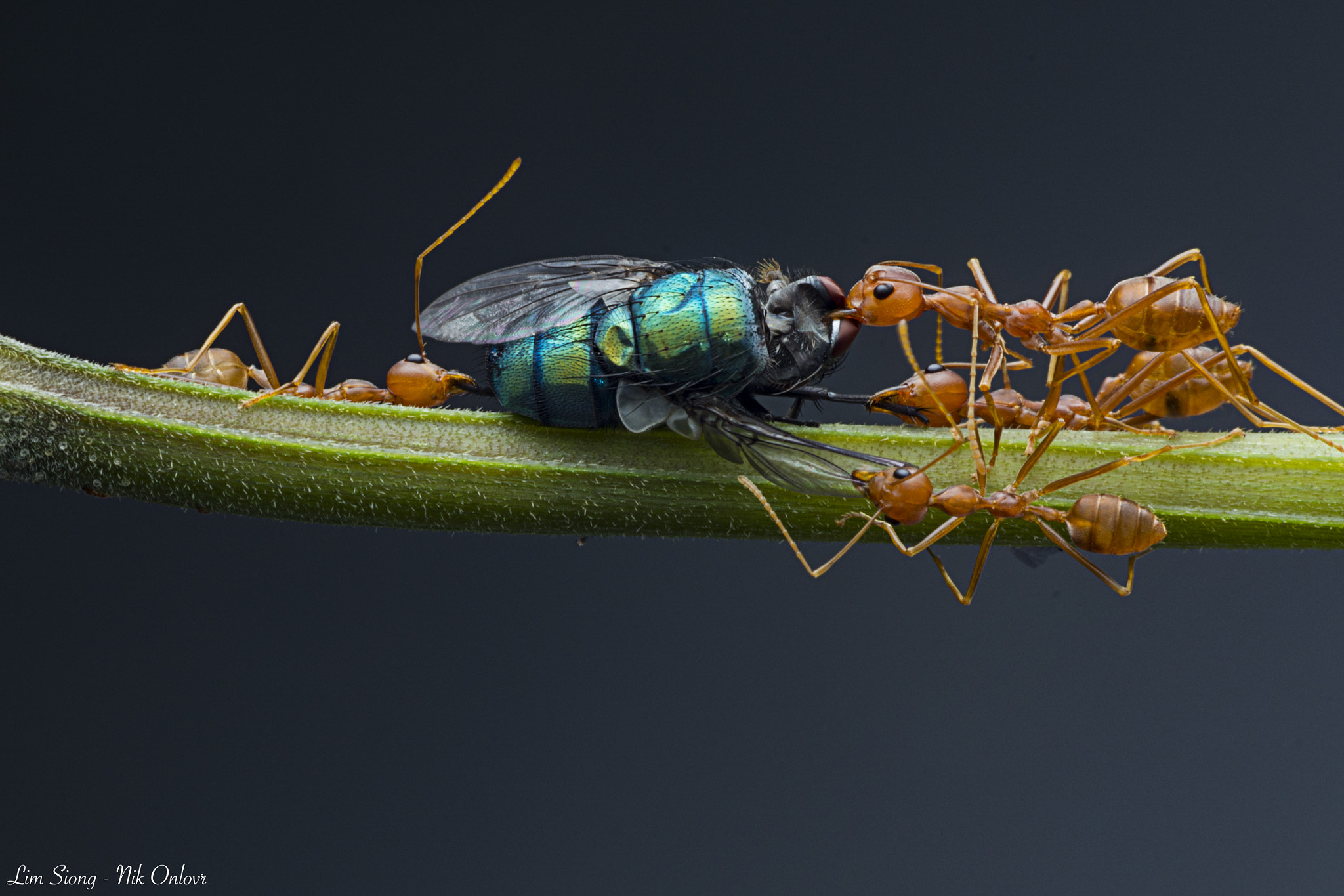 Sigma 70-300mm F4-5.6 APO DG Macro sample photo. The beauty of togetherness photography