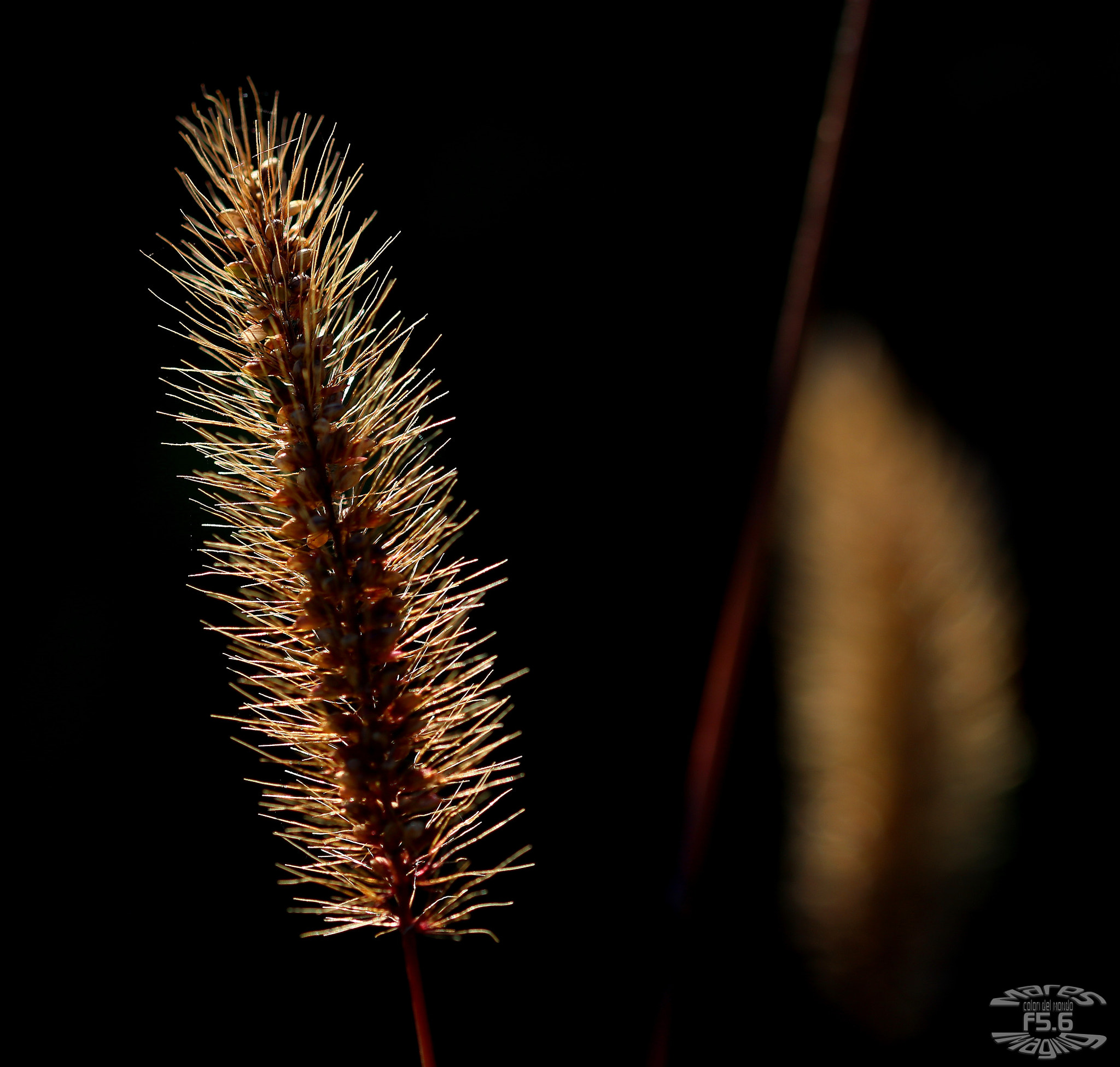Sigma 105mm F2.8 EX DG OS HSM sample photo